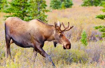 Elchbullen, Alaska