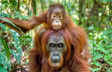 Orang Utan Borneo, Indonesien