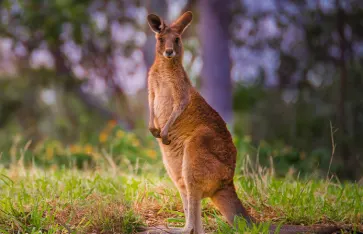 Rotes Känguru, Australien