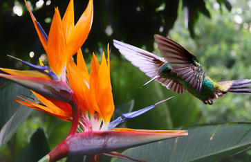 Hummingbird, Trinidad / Tobago, Karibik