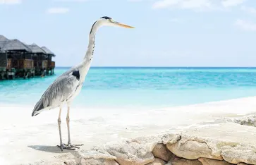 Storch, Malediven