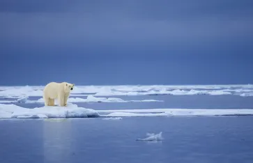 Polarbär, Svalbard Archipelago, Arktis