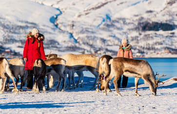 Rentier Reisen, Lappland