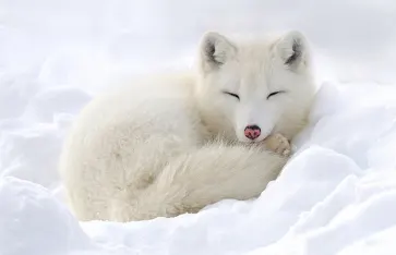 Polarfuchs, Lappland