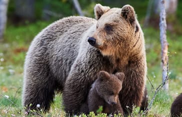 Bär, Björn, Schweden