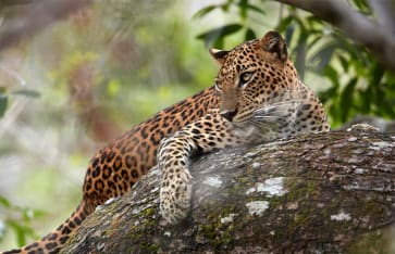 Jaguar, Argentinien