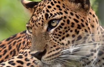 Leopard, Guyana