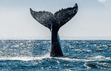 Wal, Tonga