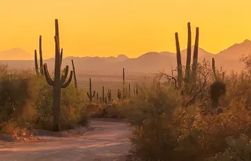 Sonnenuntergang in der Wüste von Mexico