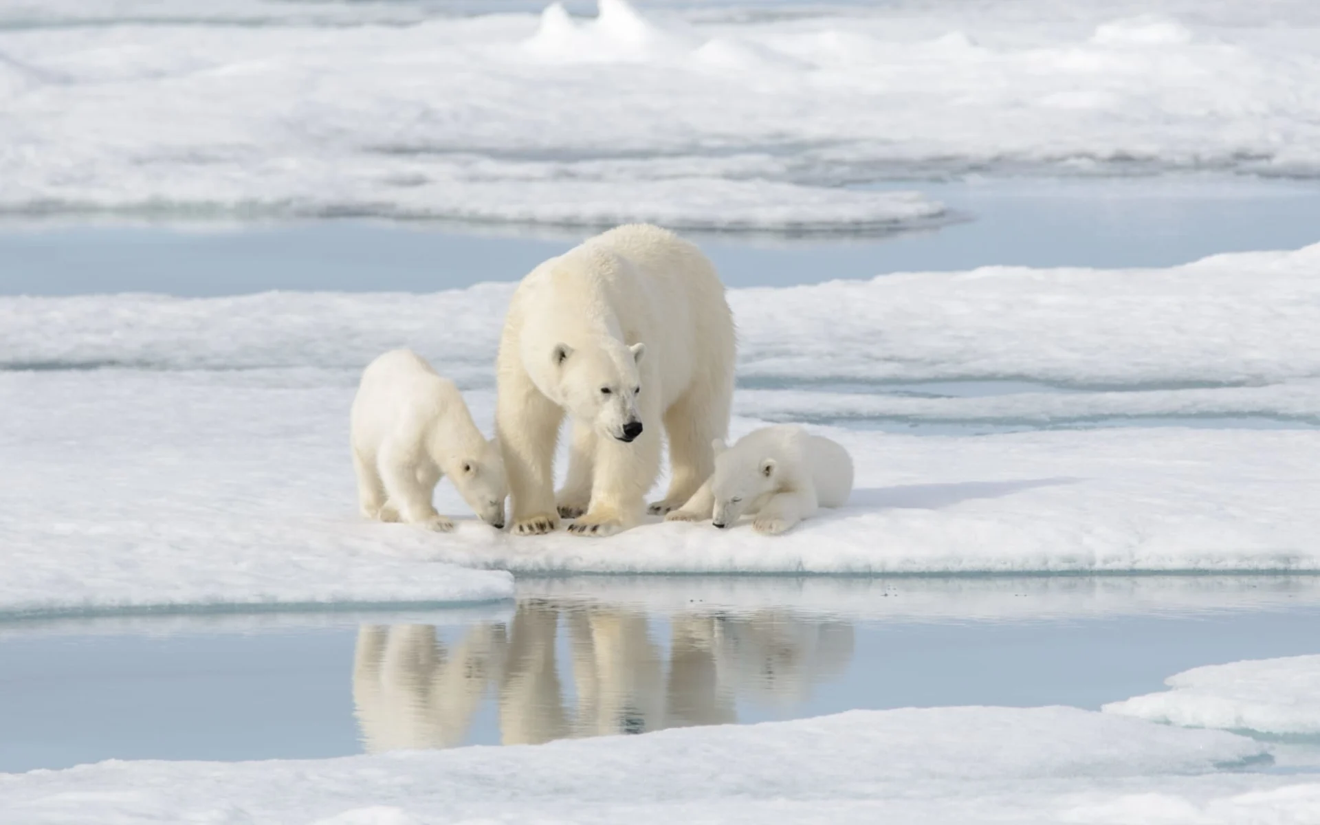 Eisbären-Abenteuer Hudson Bay im Winter ab Winnipeg: 