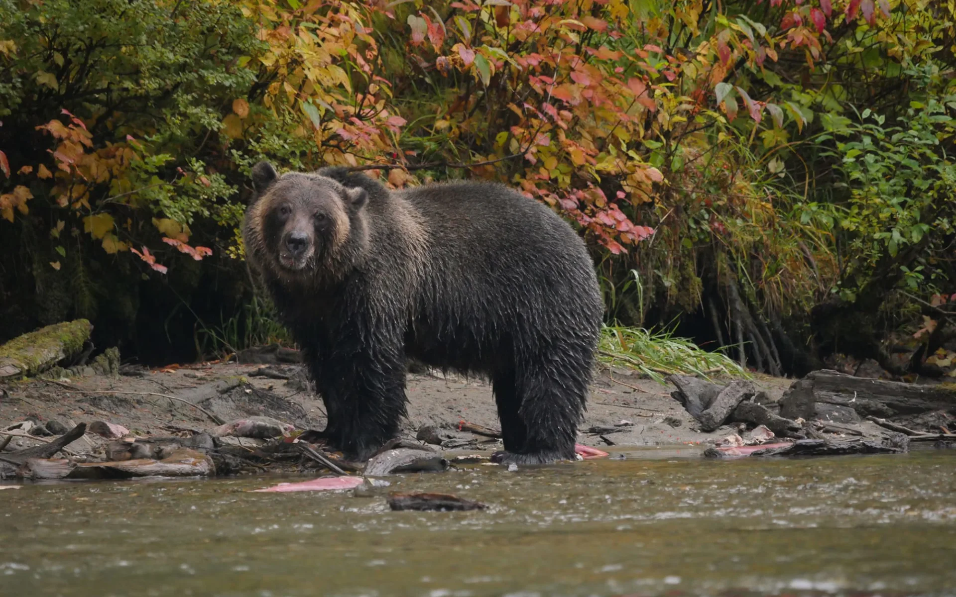 Bärenbeobachtung mit dem Bärenflüsterer ab Quesnel: ©BC Ecotours_Bear Whisperer Likely_Bear 2