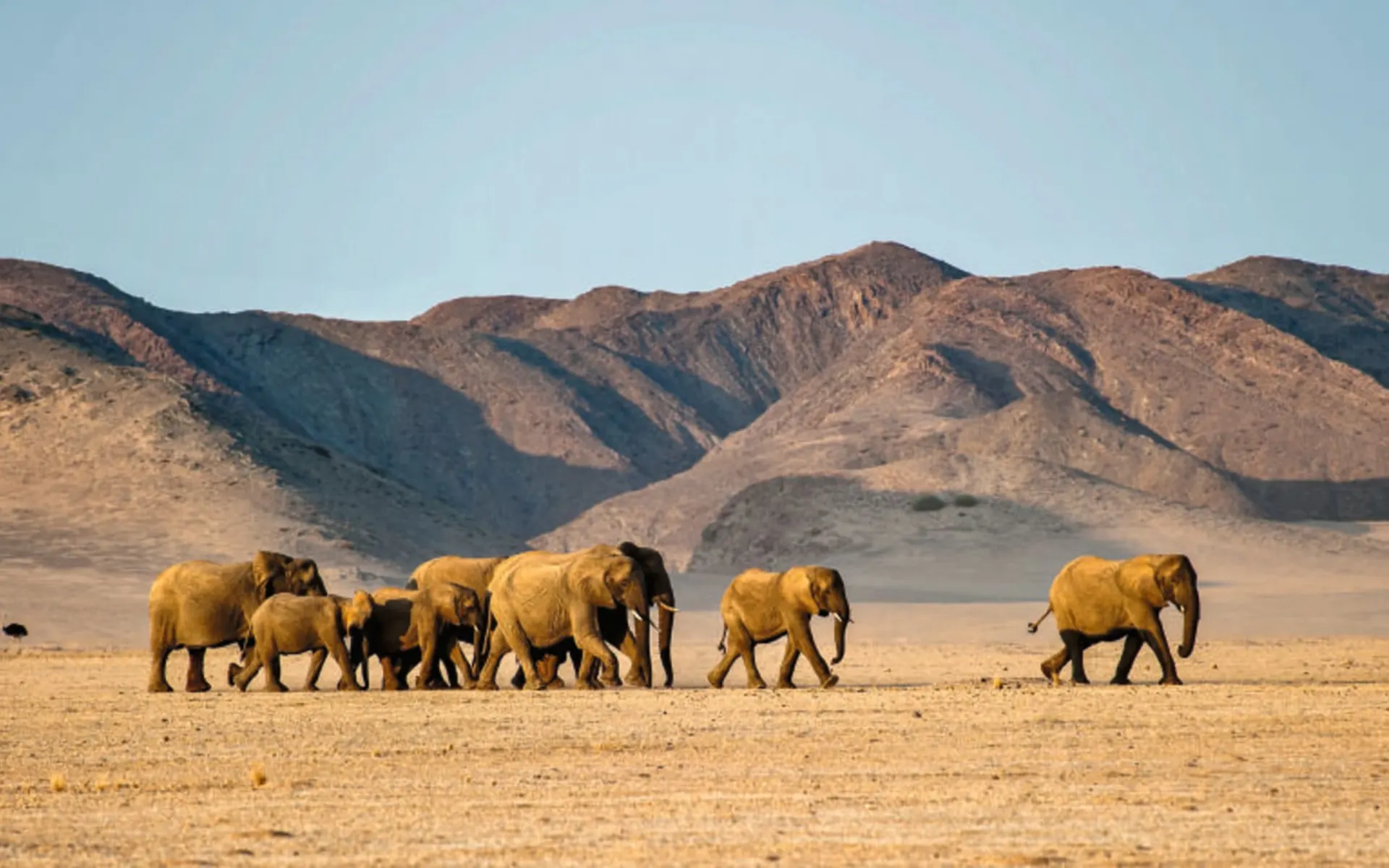 Namibia Lesereise Schweizer Familie - Weite Wüsten, Wilde Tiere ab Windhoek Stadt: 0002731c-1302-4c66-a602-475e8365c540