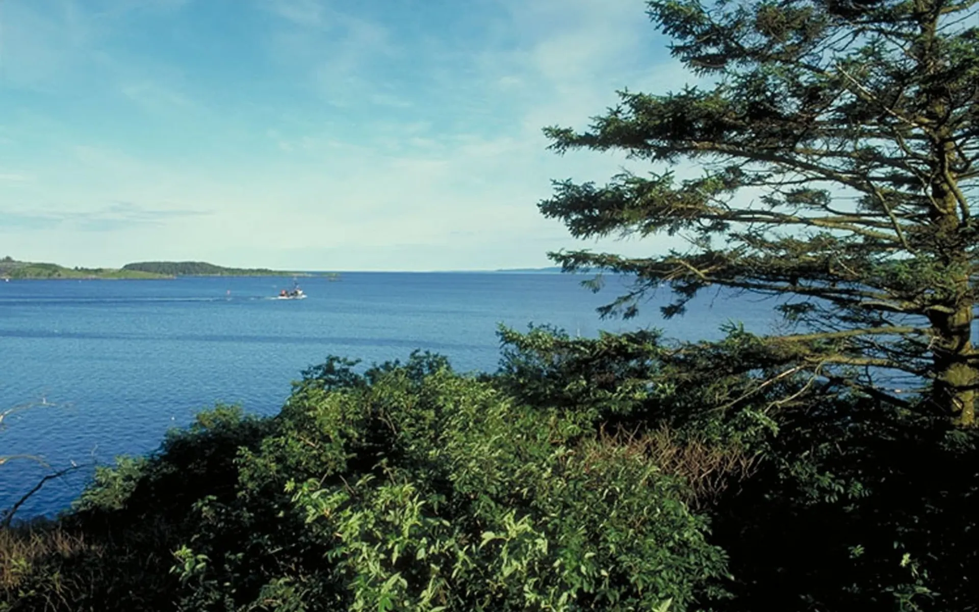 Kodiakbären hautnah: 2008 Kodiak