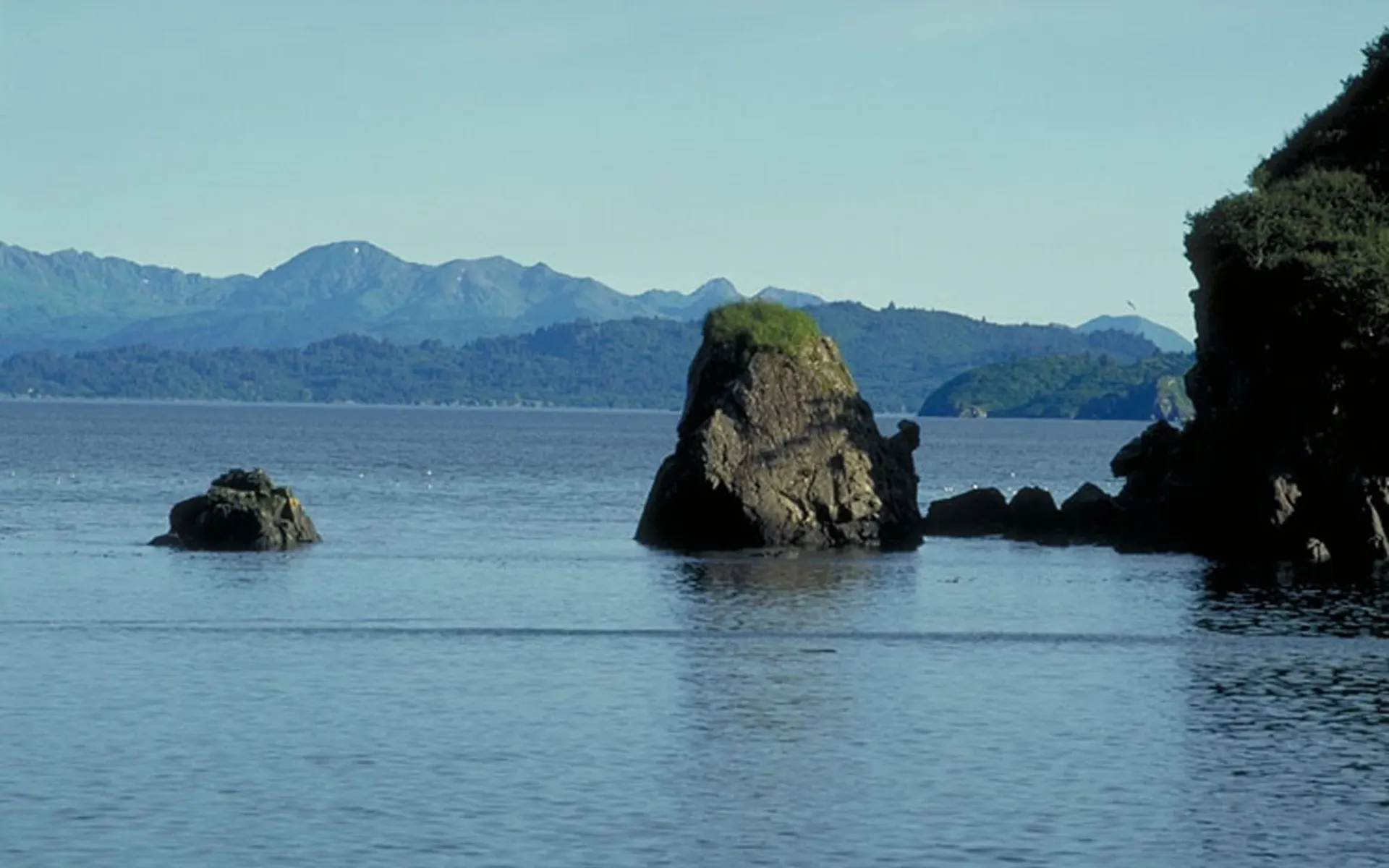 Kodiakbären hautnah: 2008 Kodiak Felsen an Küste