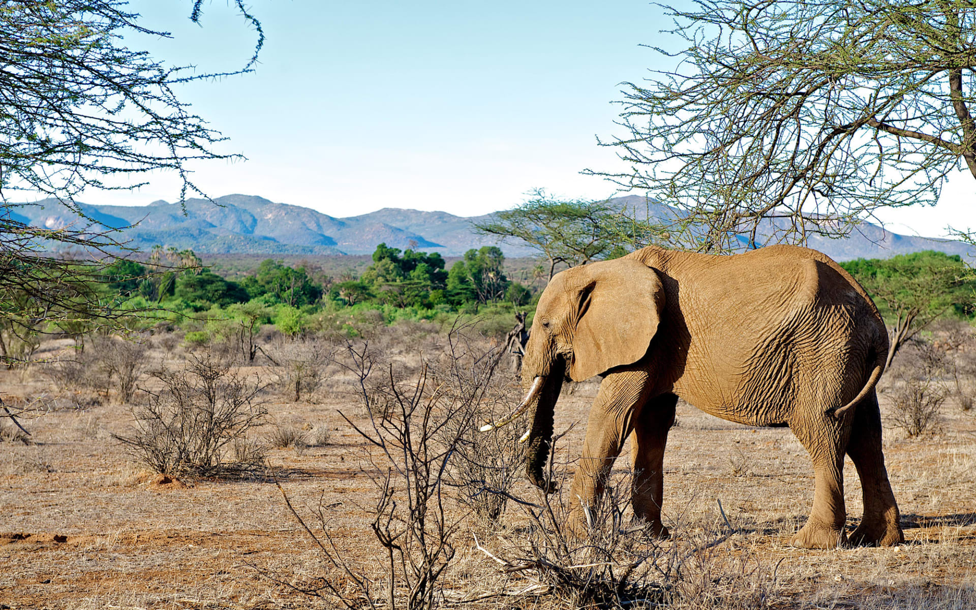 Samburu Intrepids Camp:  