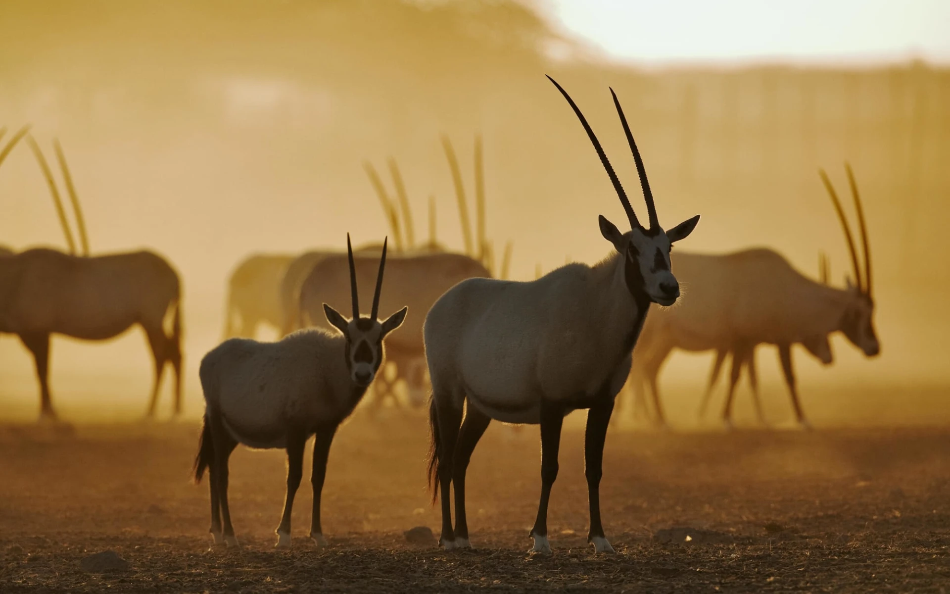 Anantara Desert Islands Resort & SPA in Sir Bani Yas:  Arabian Oryx