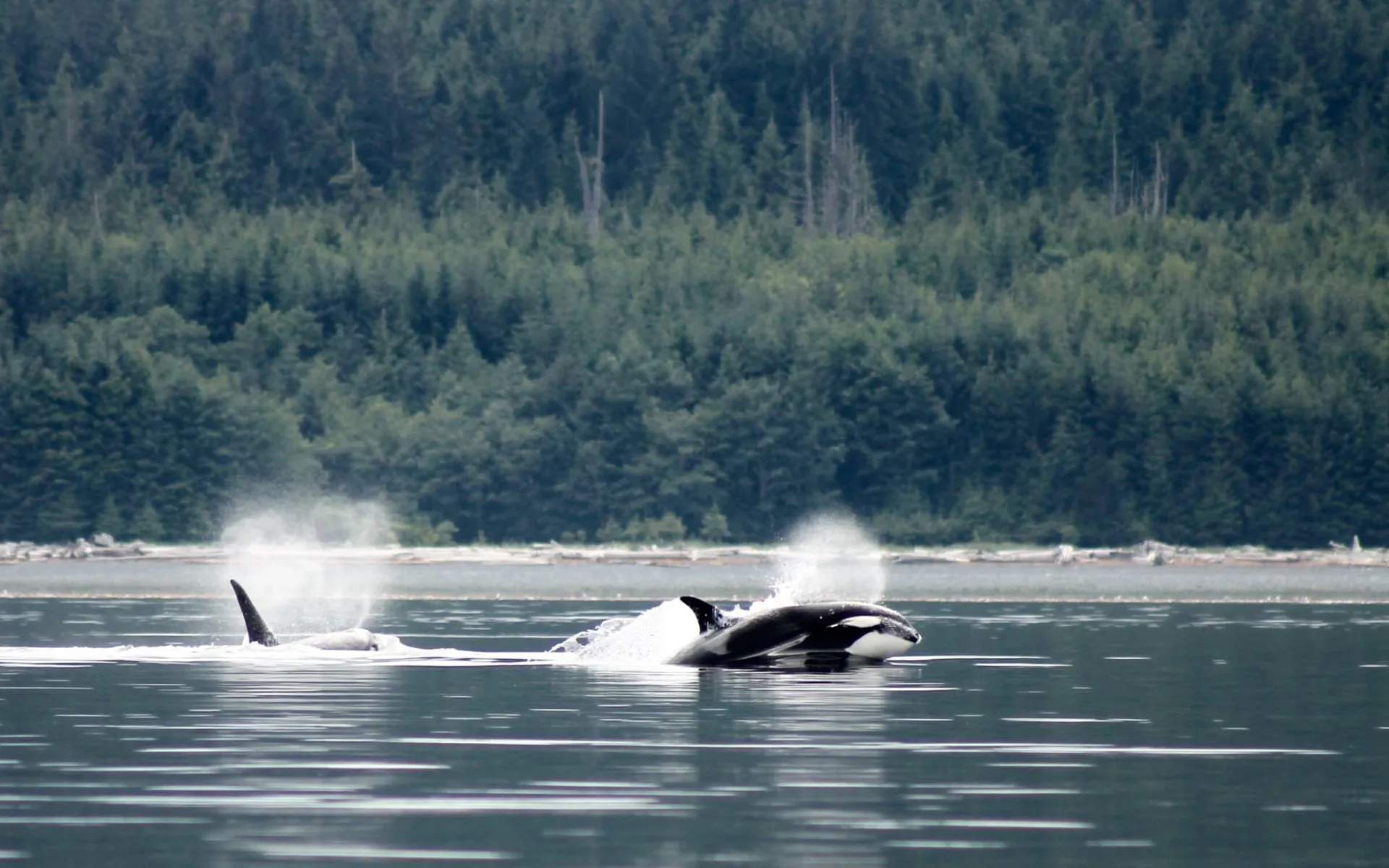 Bärenbeobachtung Farewell Lodge ab Vancouver Island: activities: Farewell lodge - Whalewatching