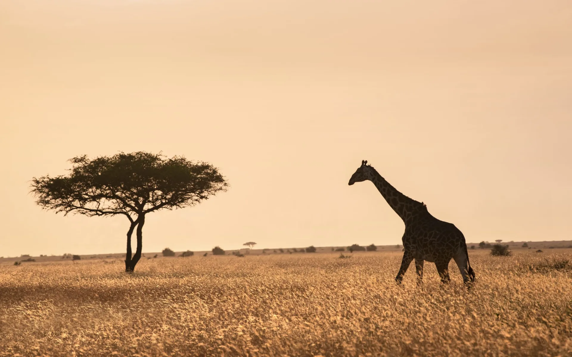 &Beyond Grumeti Serengeti River Lodge:  safari-game-drive-giraffe_7