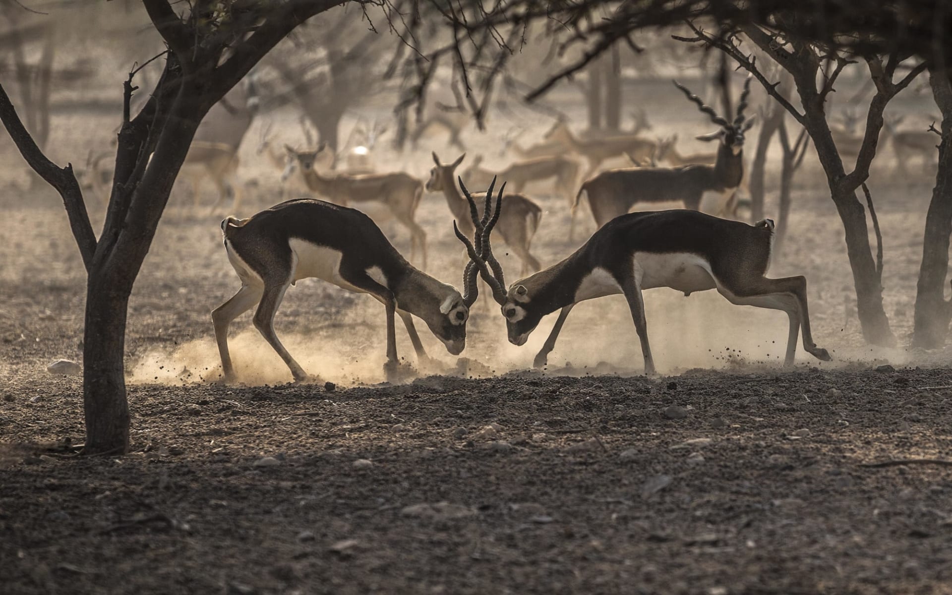 Anantara Al Sahel Villa Resort in Sir Bani Yas:  Two_Indian_Blackbucks_Fighting