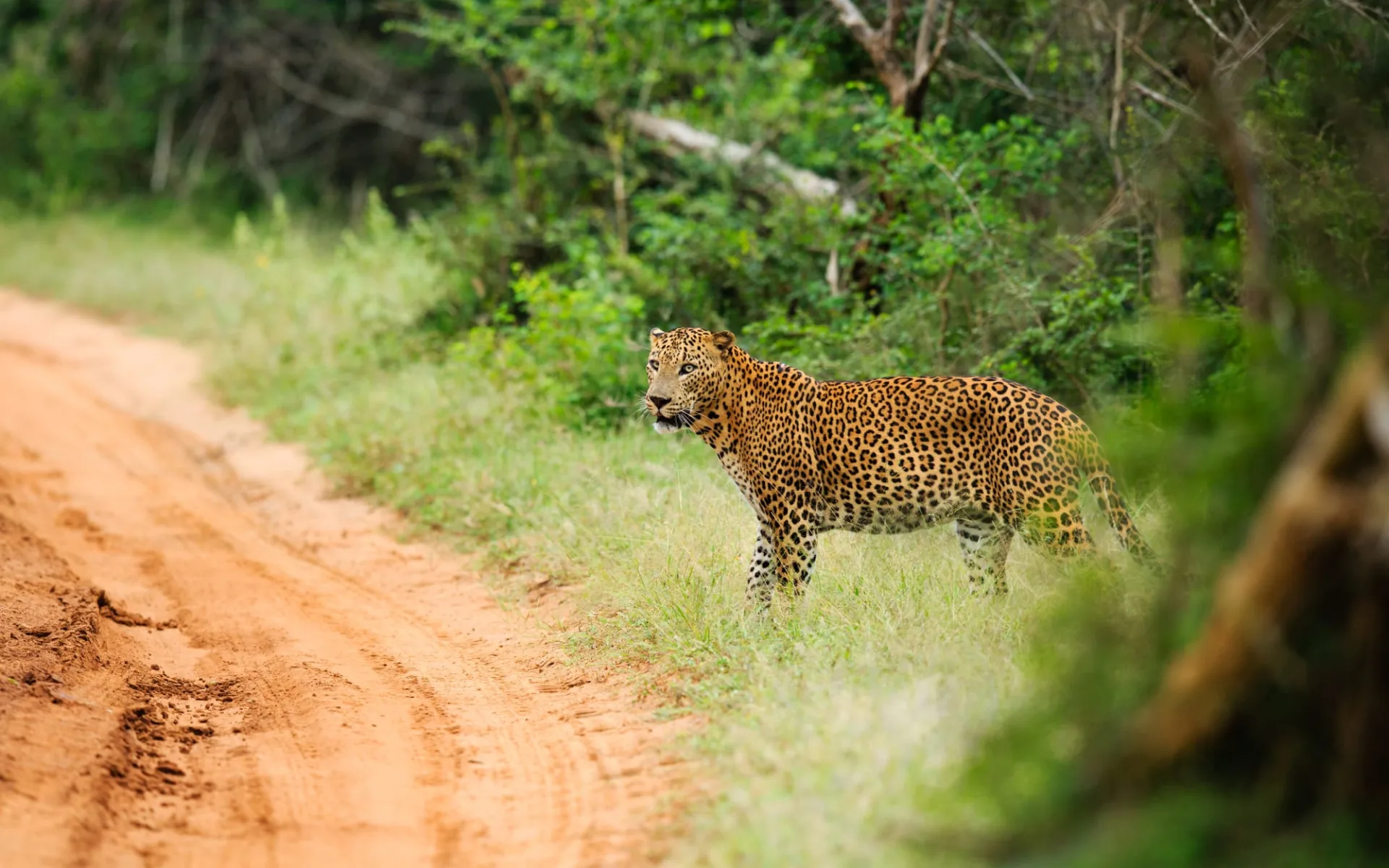 Yala Nationalpark Safari - Chena Huts - 2 Tage ab Colombo: activities: Yala NP