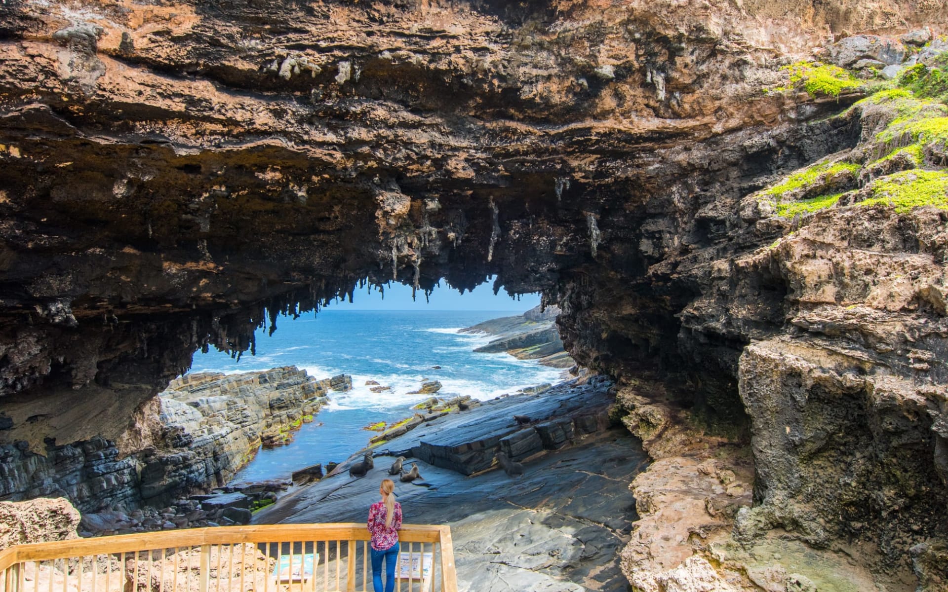 Wild about Wildlife ab Adelaide: Admirals Arch - Kangaroo Island