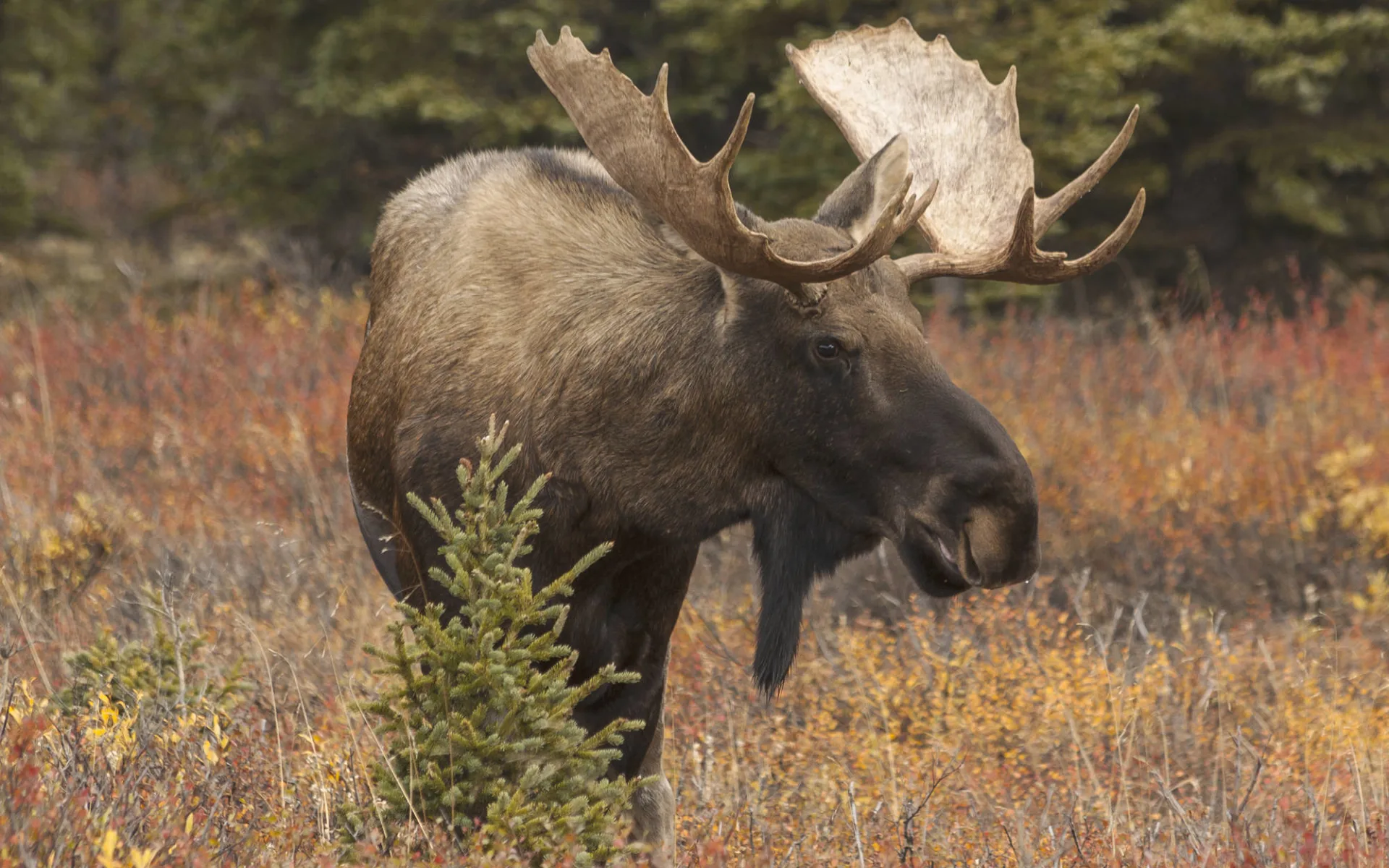 Caribou Lodge Talkeetna Mountains: Alaska - Denali NP - Elch