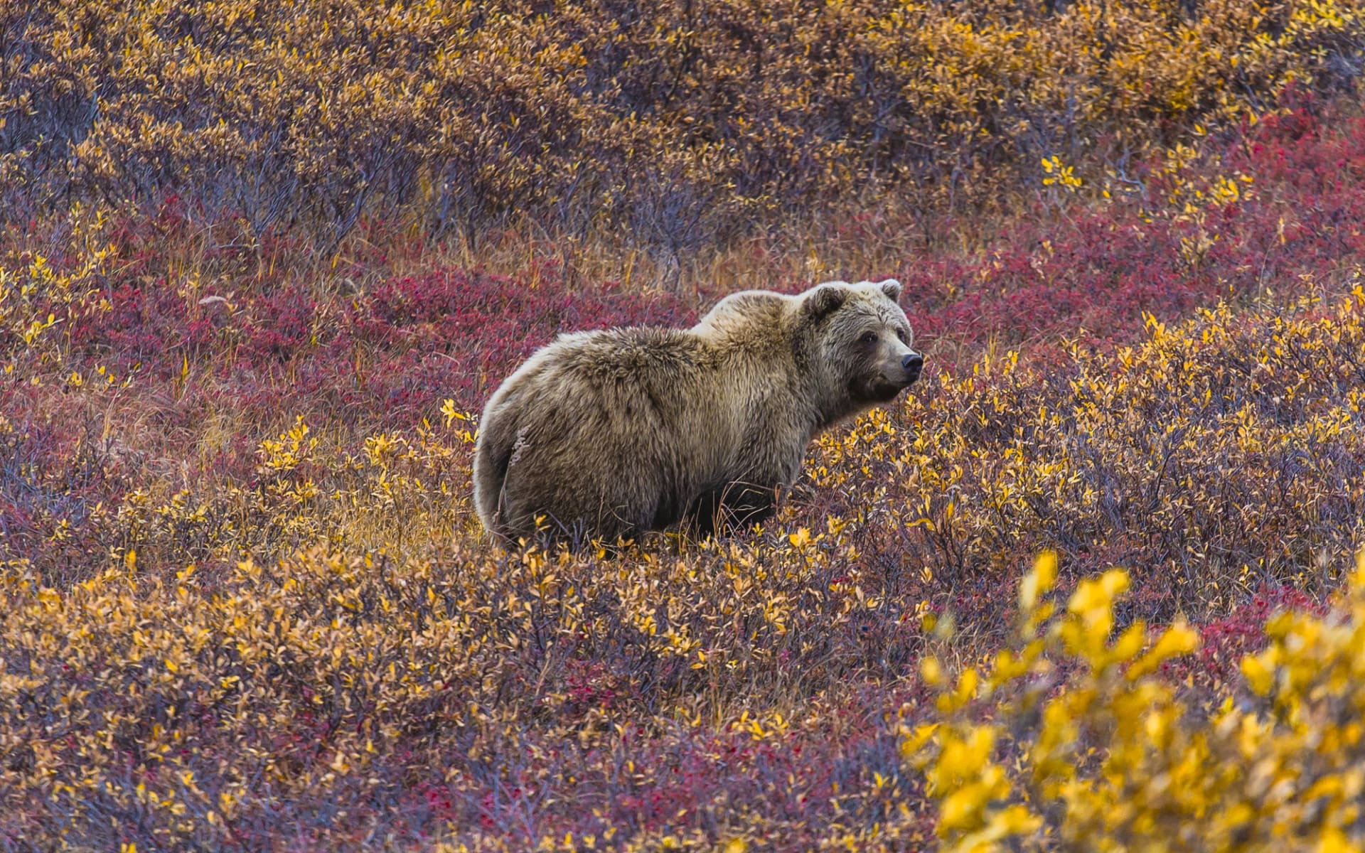 Bärenbeobachtung Redoubt Bay Lodge 2 Tage ab Anchorage: Alaska - Denali NP - Grizzly Bär im Blaubeeren Feld