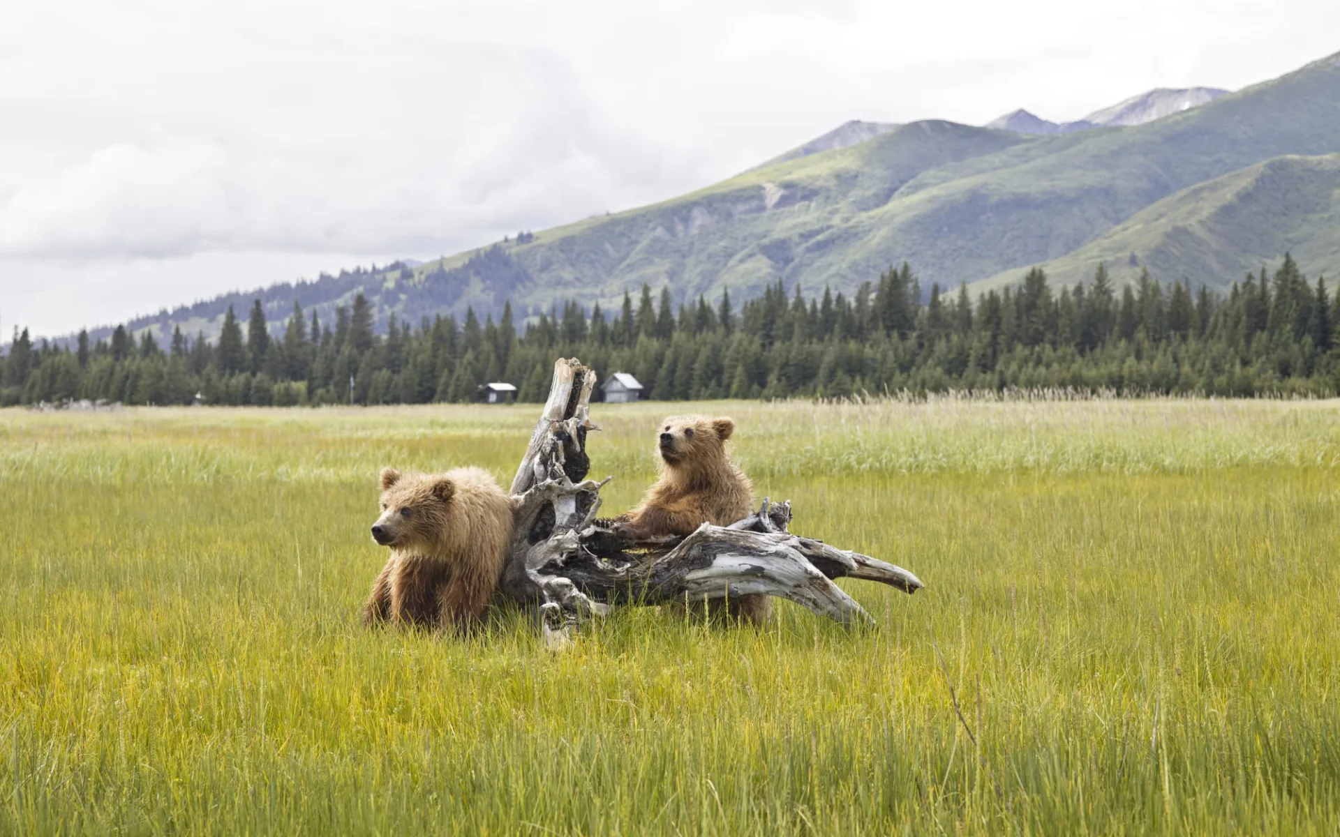 Bärenbeobachtung Redoubt Bay Lodge 2 Tage ab Anchorage: Alaska - Denali NP - Zwei spielende Bären