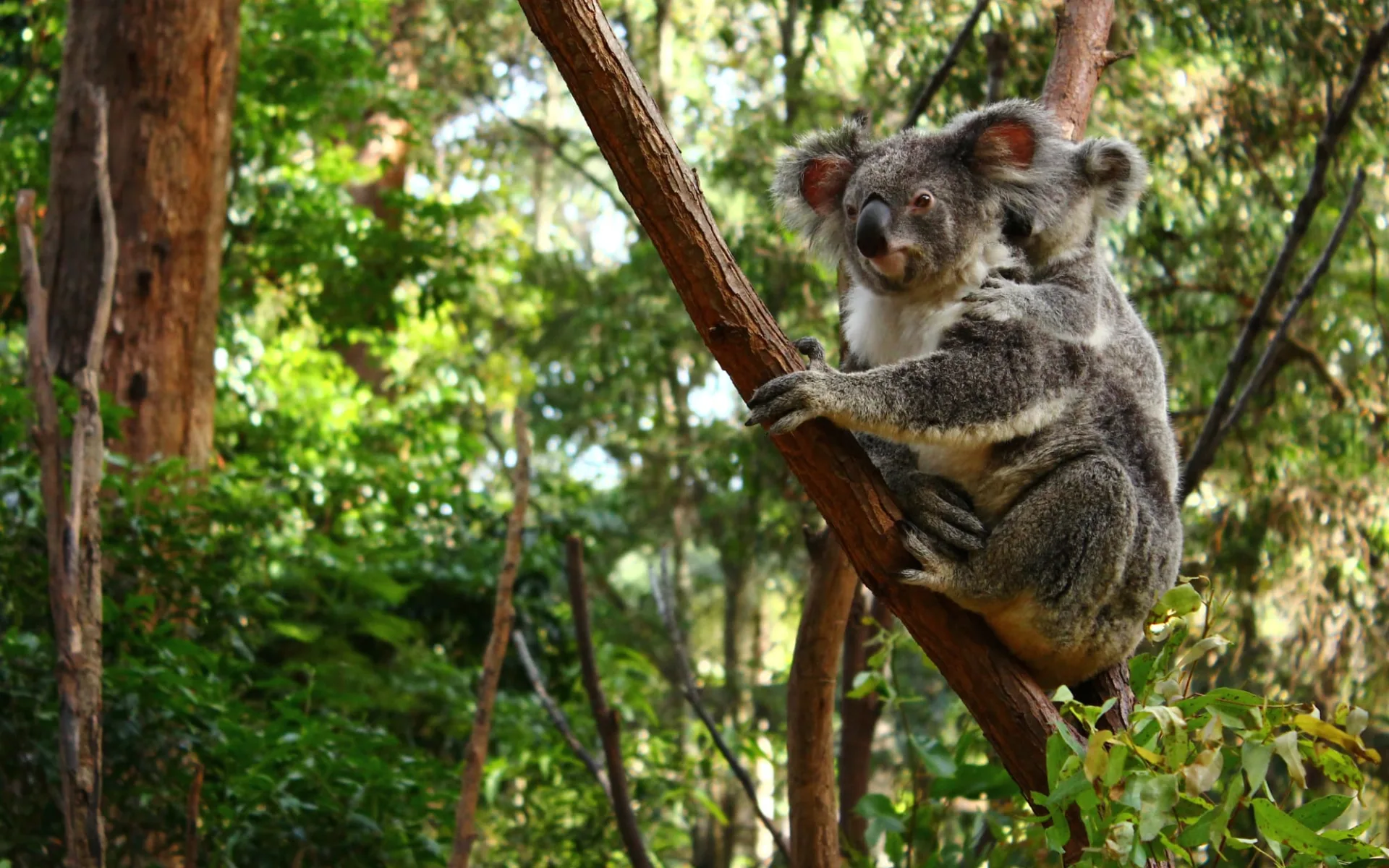 Go Wild ab Perth: Australien_Koala_93068188