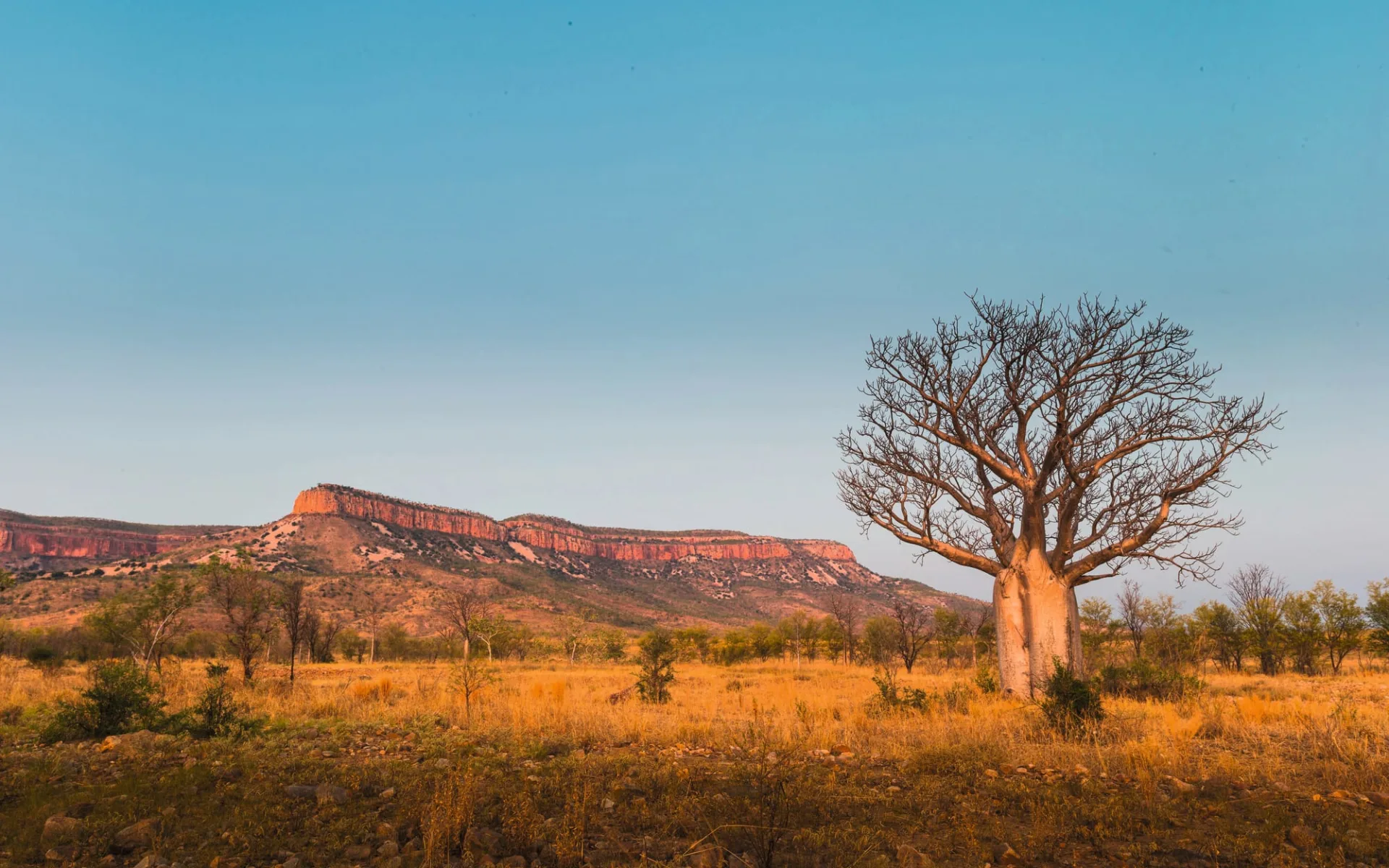 APT Bell Gorge Wilderness Lodge in Kimberley: Australien - Western Australia - Gibb River Road Boabtree and Cockburn Ranges