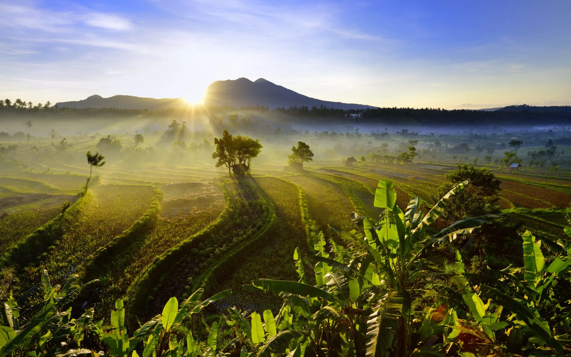 Erlebnisreiches Bali ab Südbali: Bali rice fields East Bali