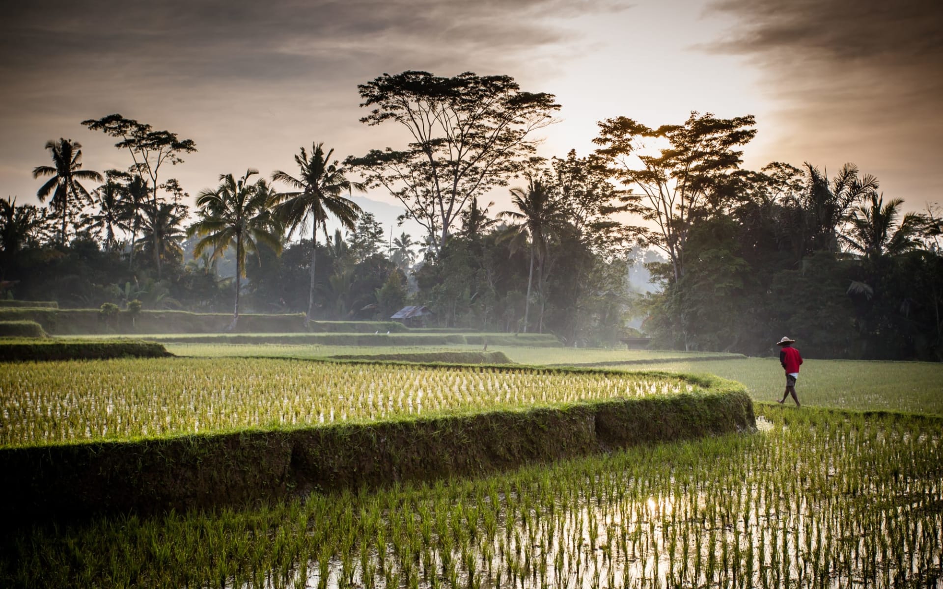 Bali Kompakt ab Südbali: Bali Ubud Rice field