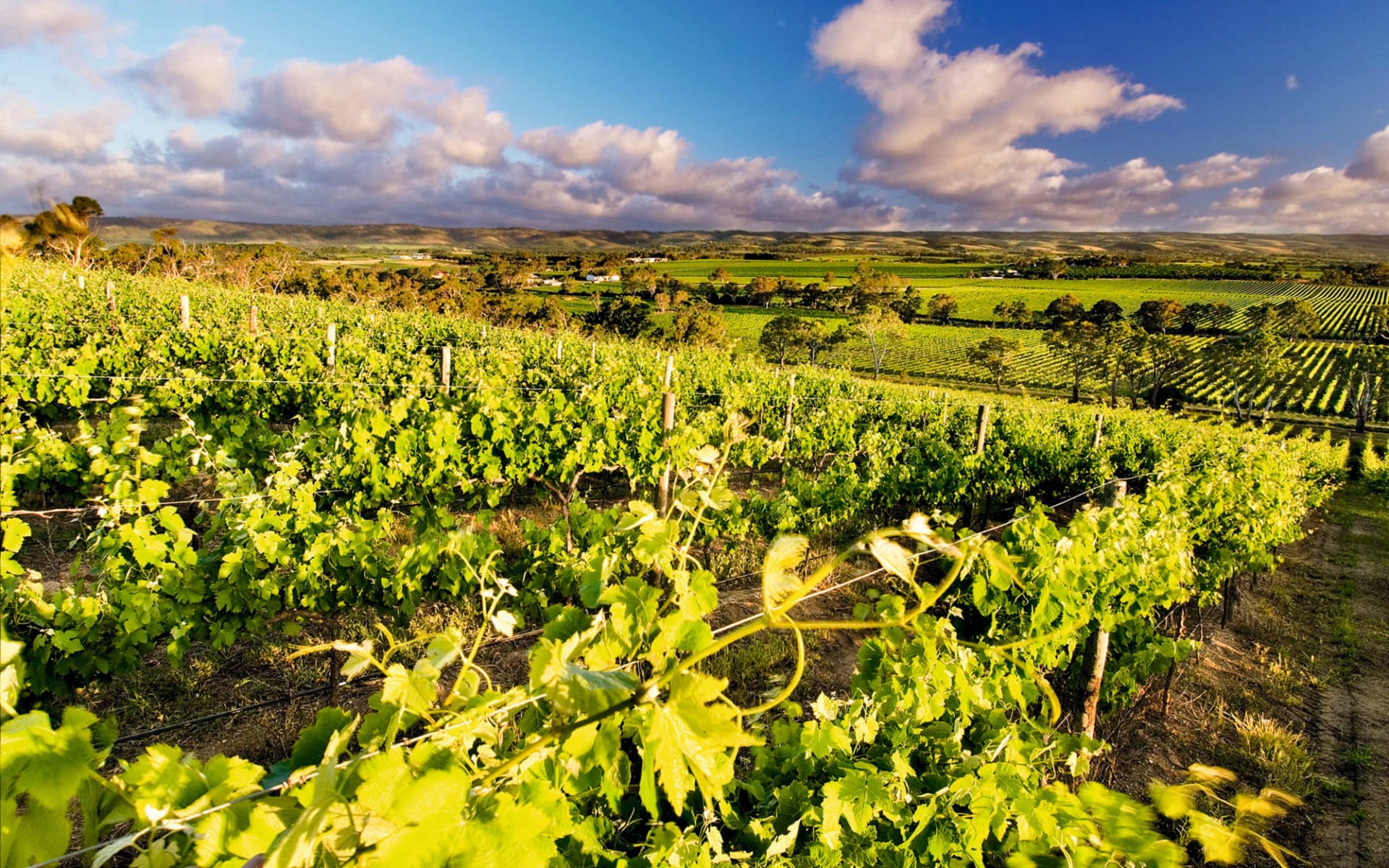 Adelaide-Alice Springs - Abseits der Pfade: Barossa Valley
