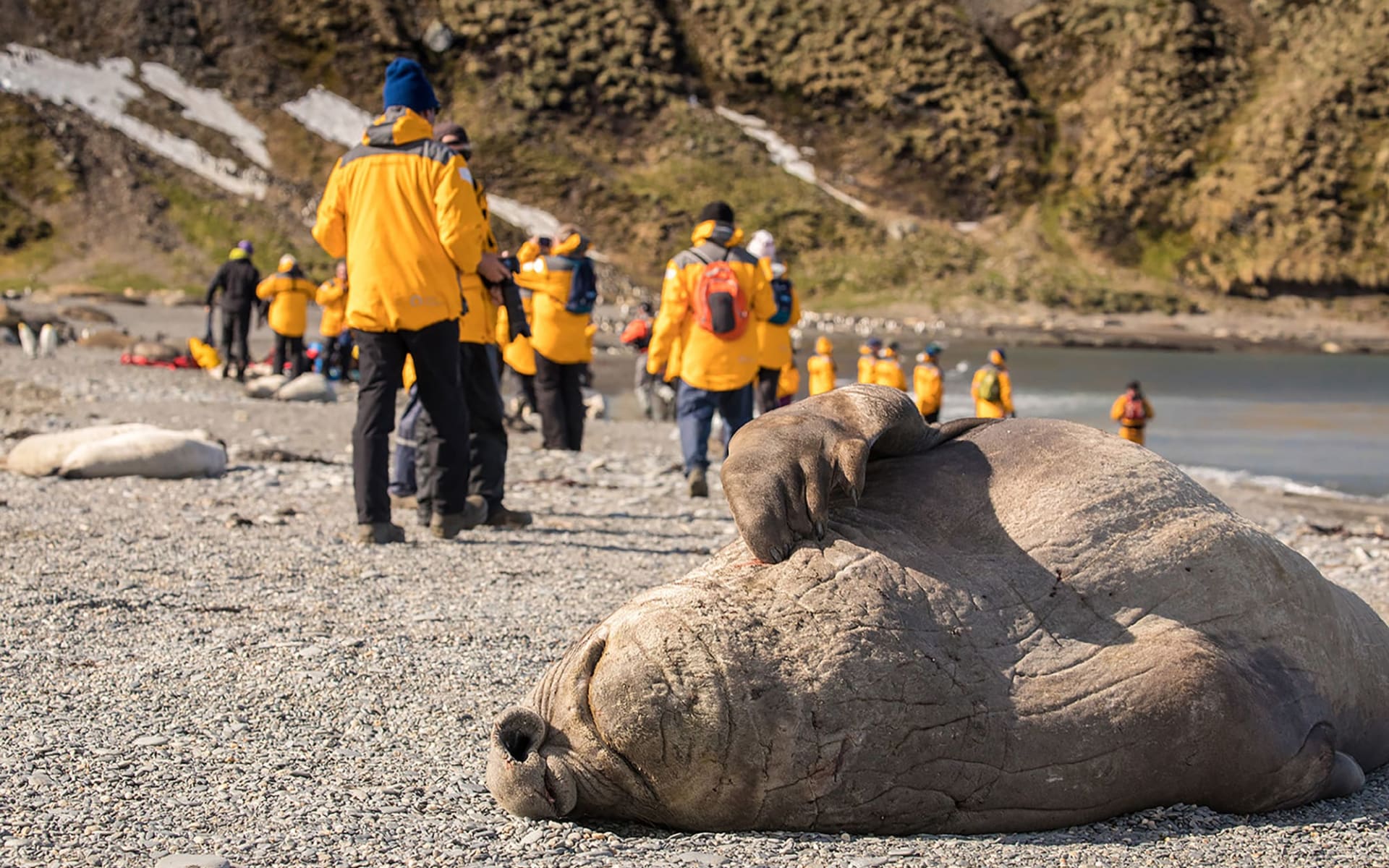 Südgeorgien und Antarktische Halbinsel ab Buenos Aires: Bild Seite 77 _ Quark Expeditions - Elephant Seal - St Andrews Bay South Georgia - Credit Acacia Johnson