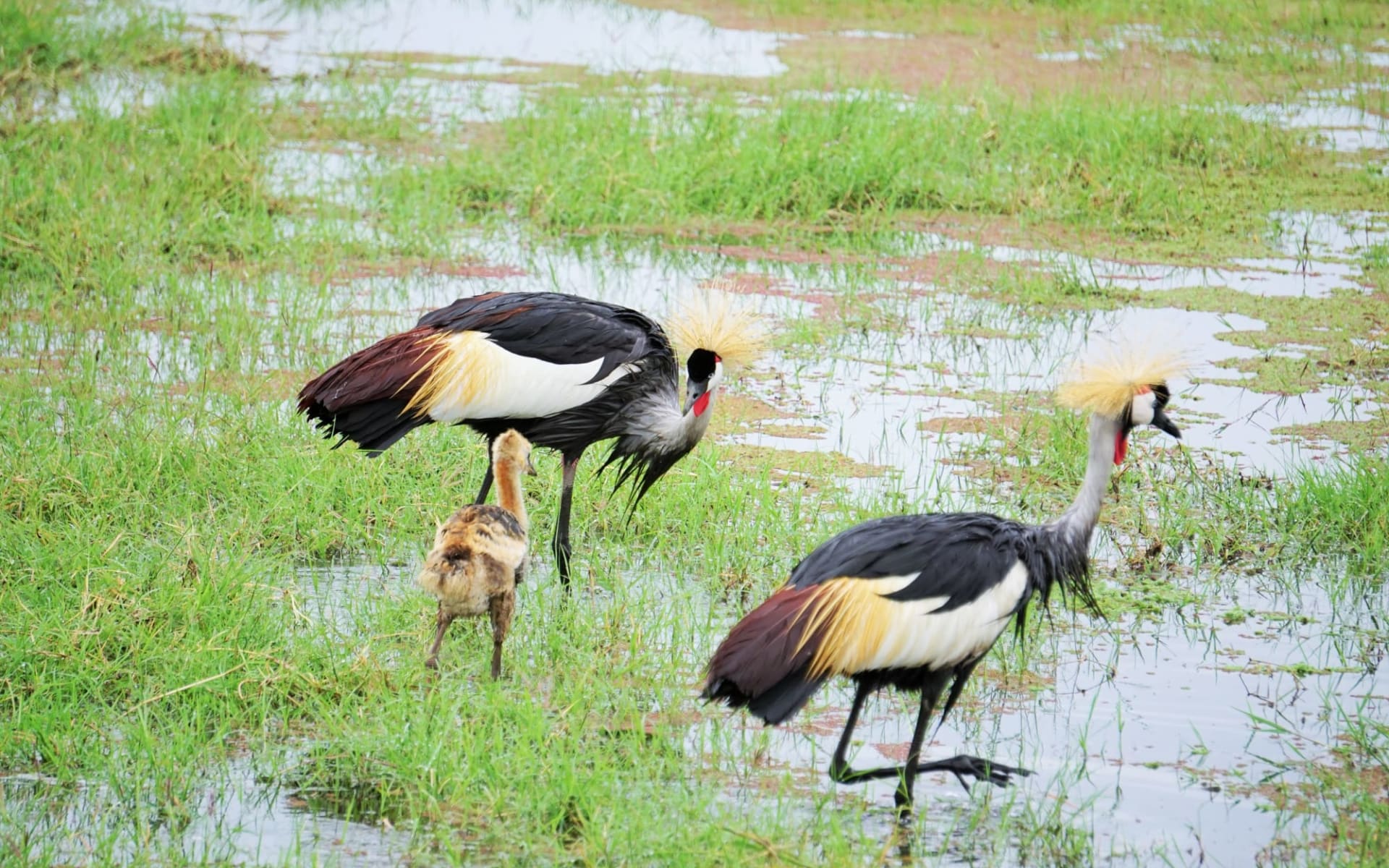 Best of Tanzania Safari ab Arusha: Bird