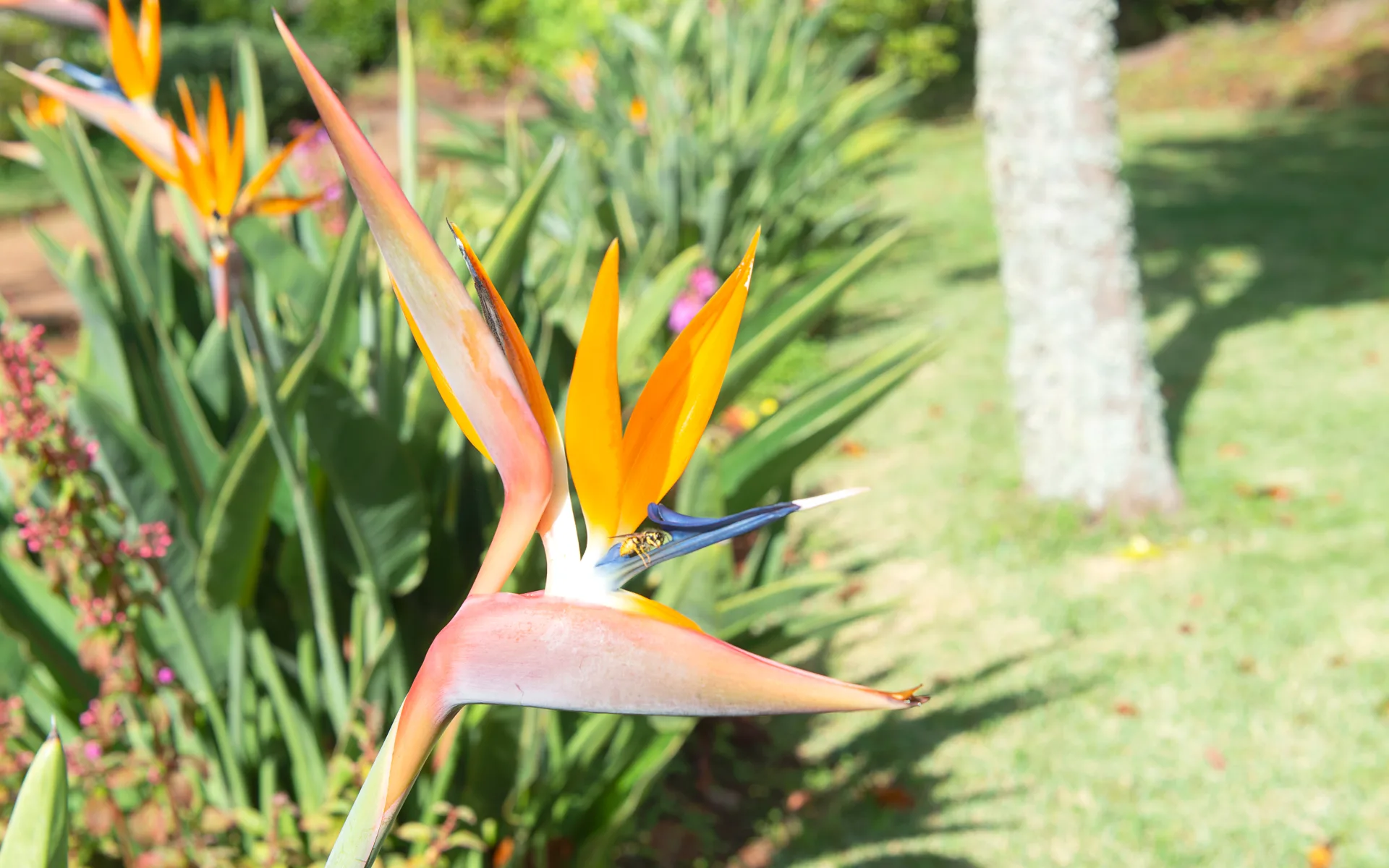 Badeferien im Quinta Splendida Wellness & Botanical Garden ab Porto Santo: Blume