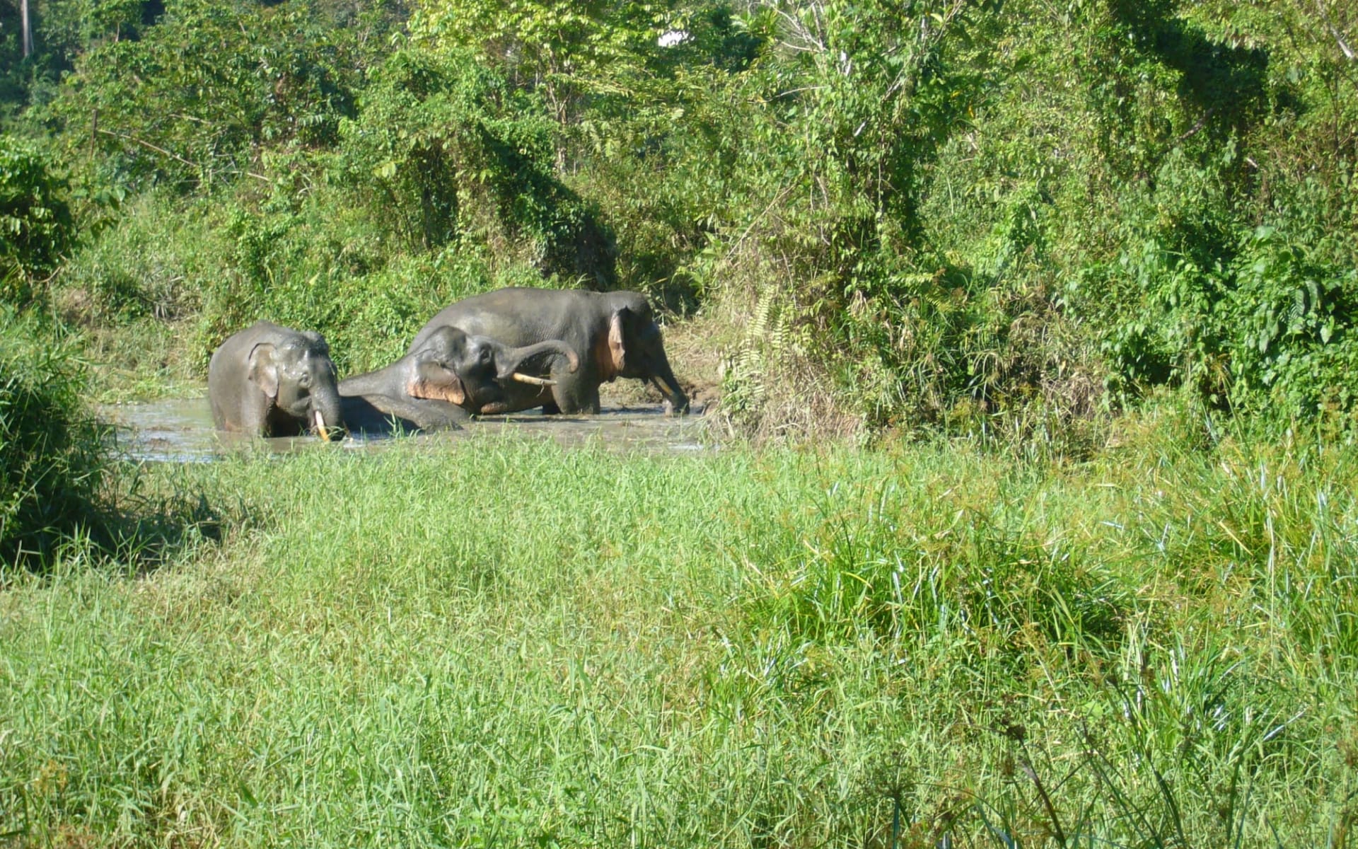 Borneo Wildlife / Tabin Wildlife Reserve ab Kota Kinabalu: Tabin Wildlife Resort: Borneo Pygmy Elephant