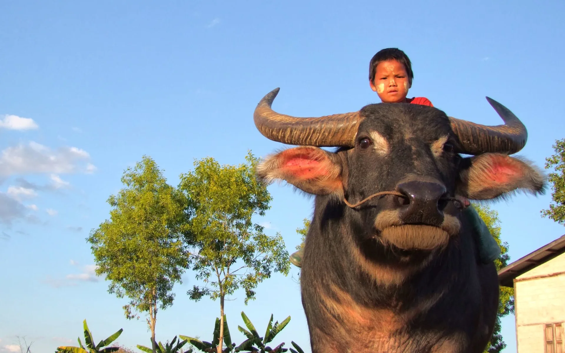 Wandern im malerischen Shan Staat (3 Tage) ab Inle Lake: Boy riding a buffalo