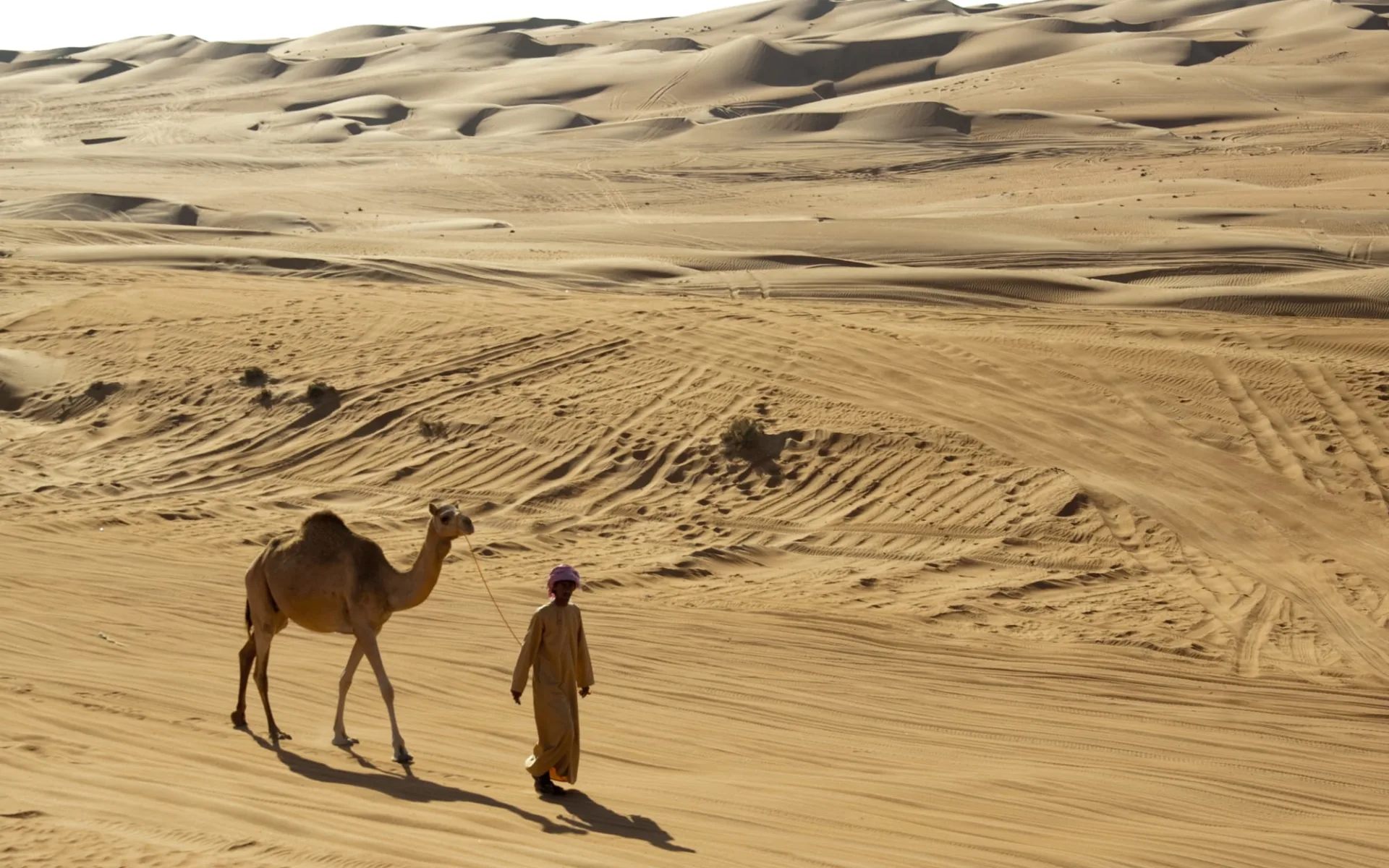 Oman Offroad-Abenteuer ab Muscat: Camel in the desert 