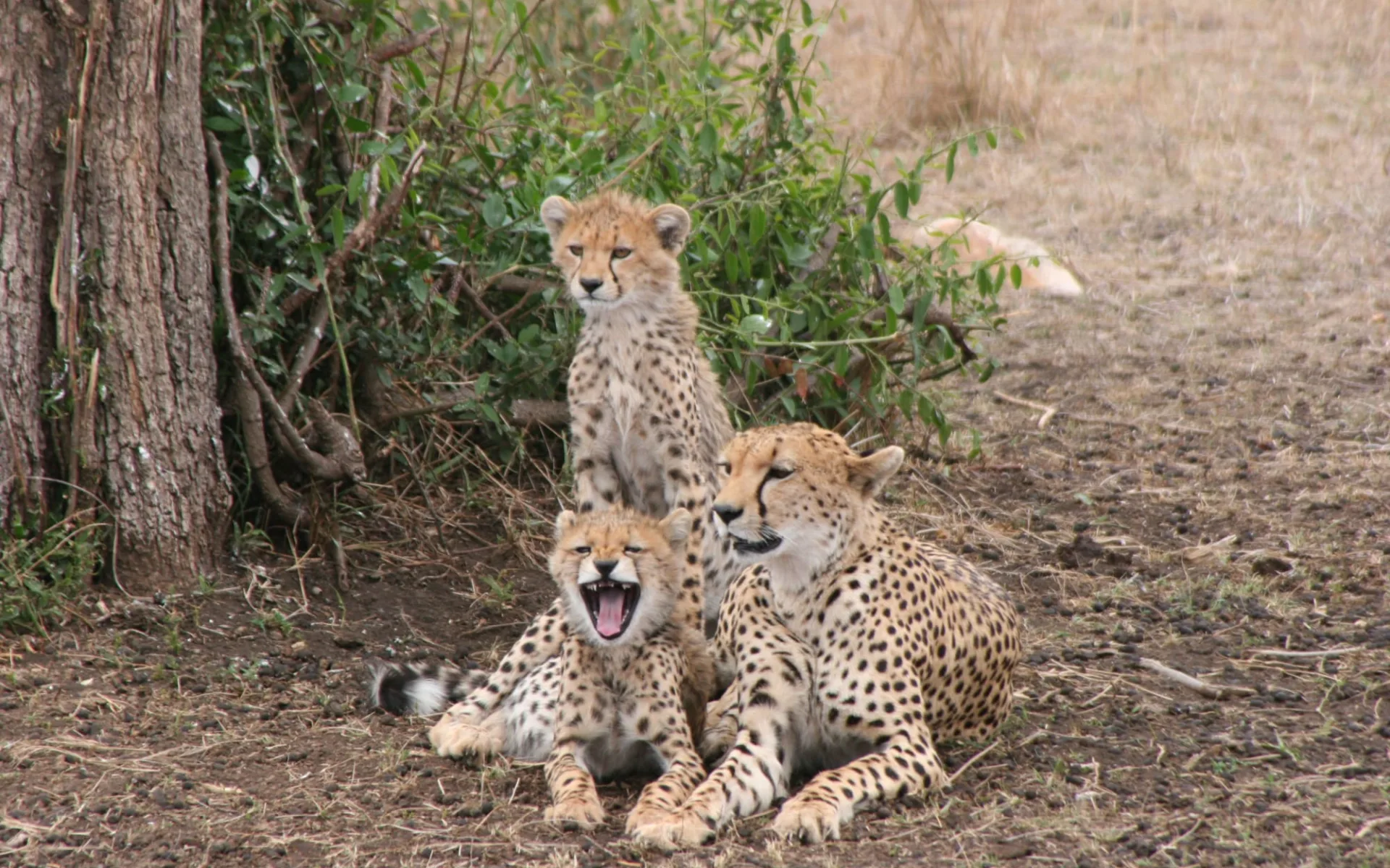 Klassische Tanzania Safari ab Arusha: Cheetah