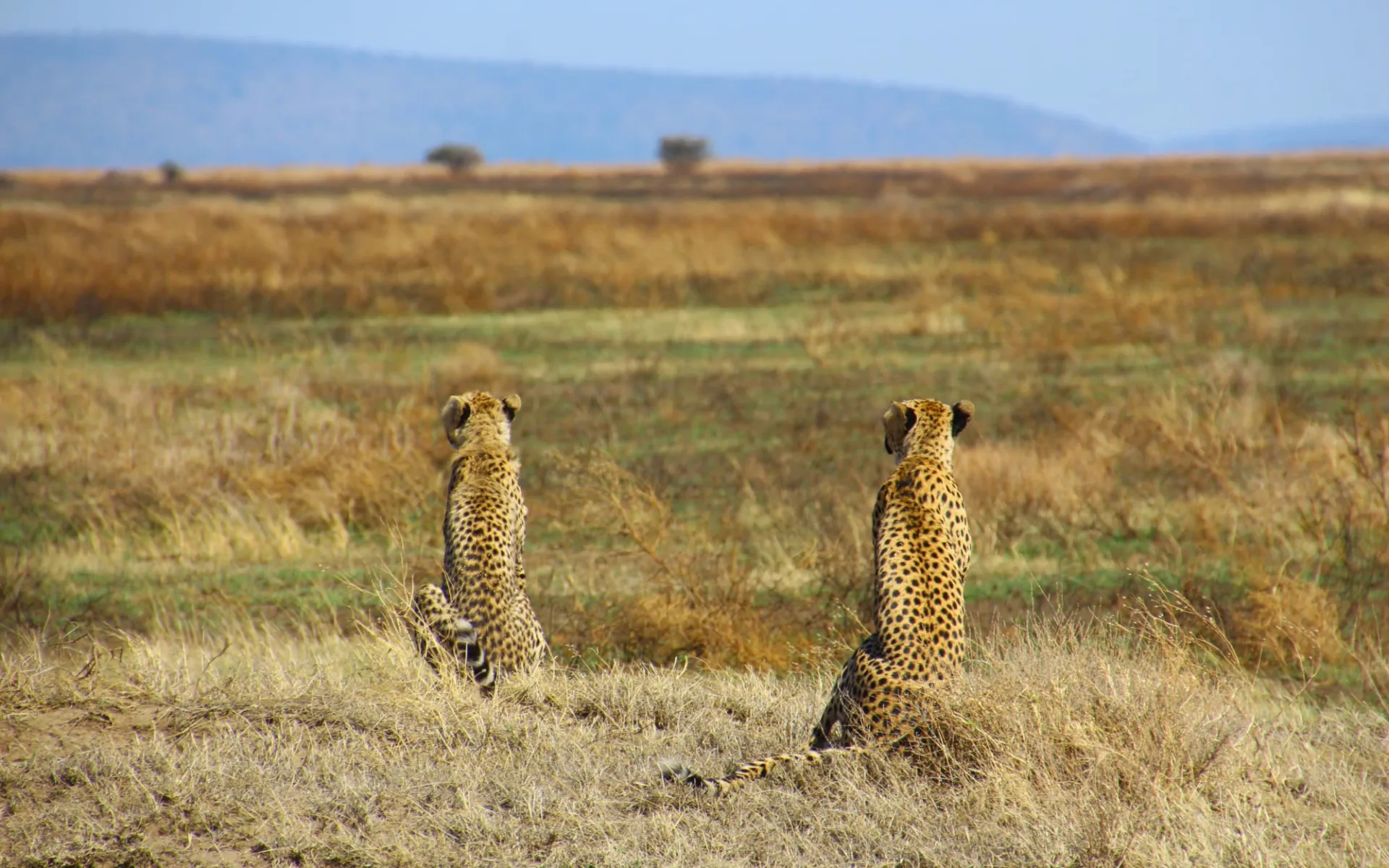 Höhepunkte Kenyas ab Nairobi: Cheetah Kenya