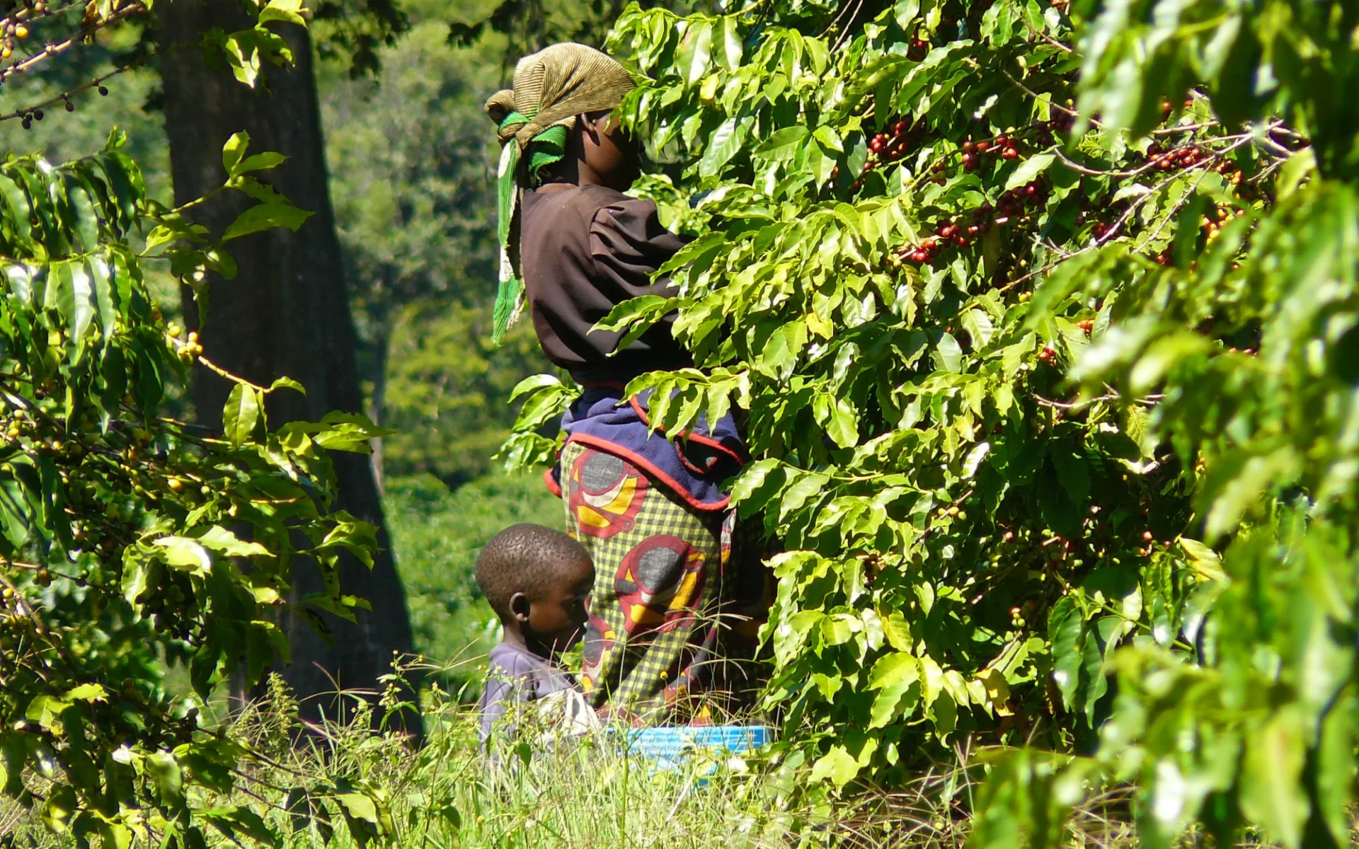 Unberührtes Afrika ab Dar es Salaam: Coffee plantation