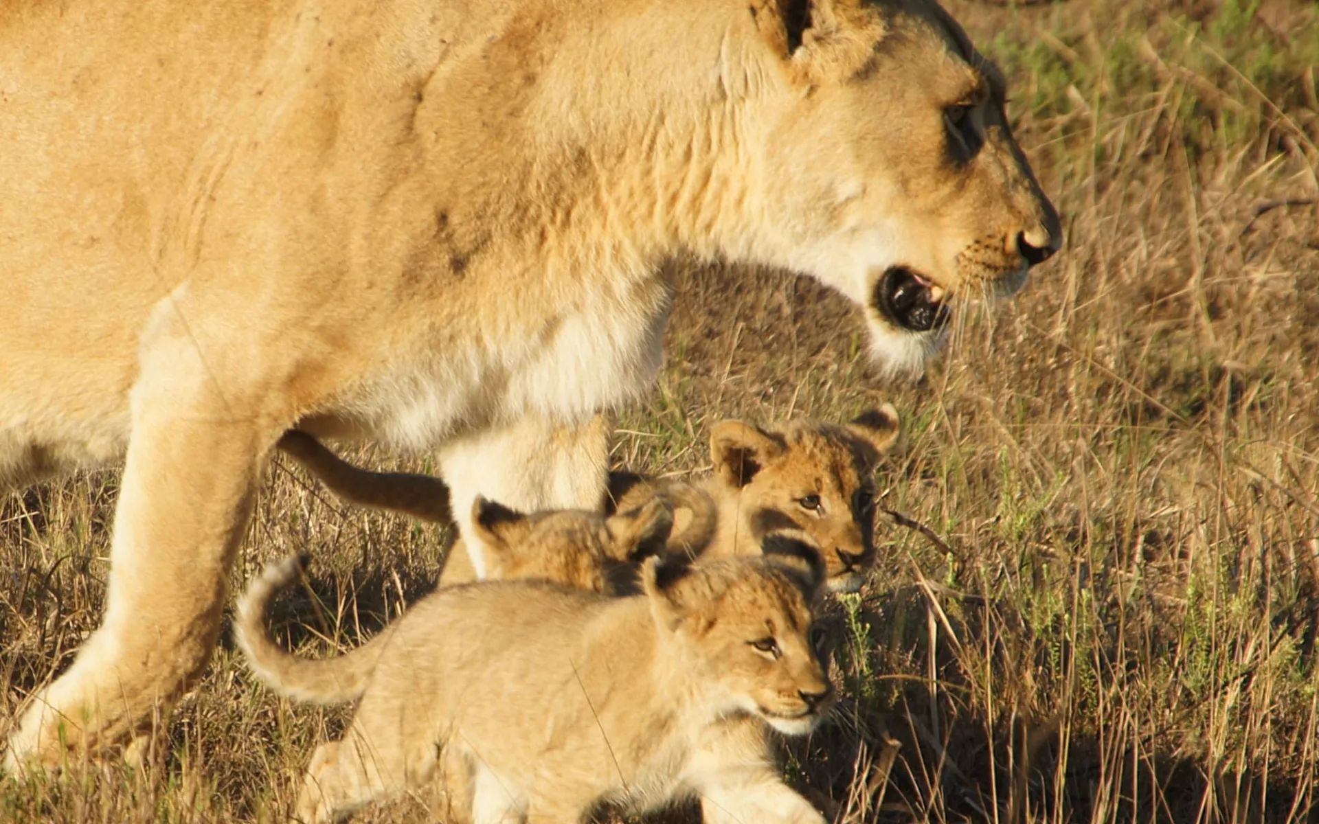 Phinda Vlei Lodge: david_moura_do_carmo_wildlife_phinda_vlei2