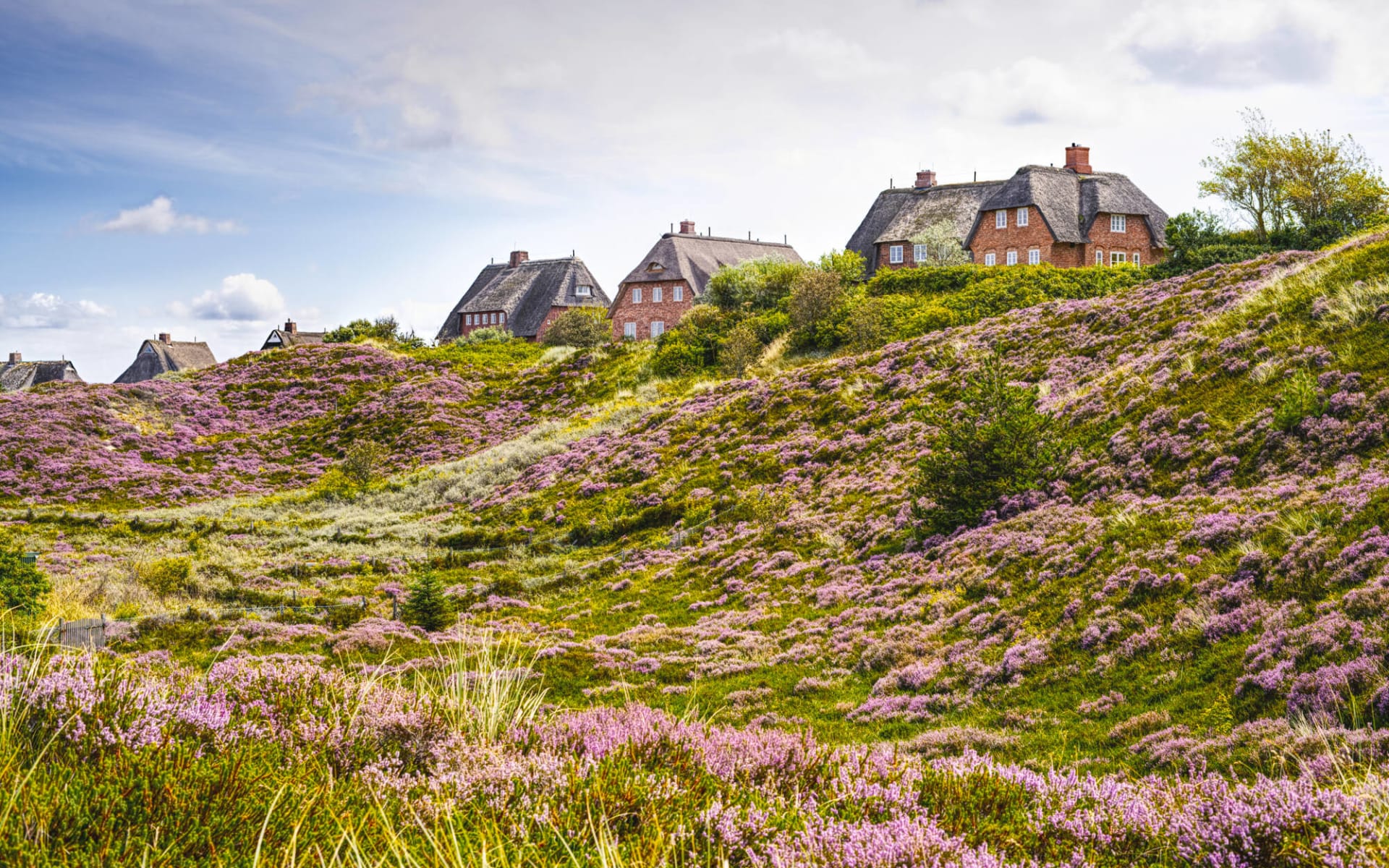 Badeferien im Hotel BUDERSAND ab Sylt: Deutschland_Blüte und Strohhütten