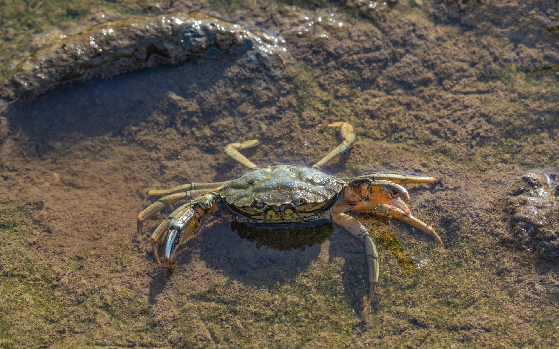 Badeferien im Upstalsboom Wyk auf Föhr ab Kiel: Deutschland_Küstenkrabe_Nordsee