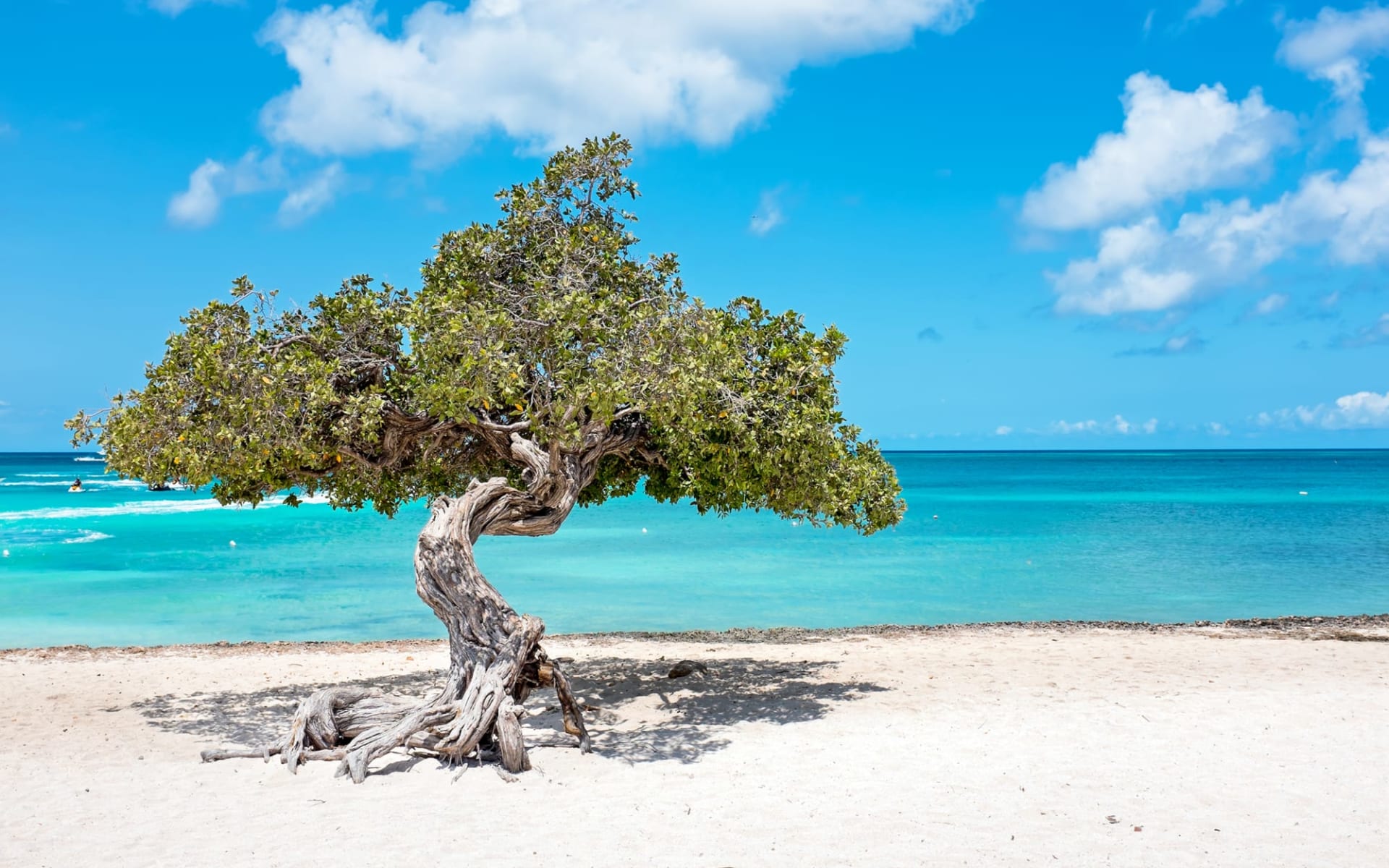 Aruba - Destination of the Year: DiviDiviTree_Aruba_Beach