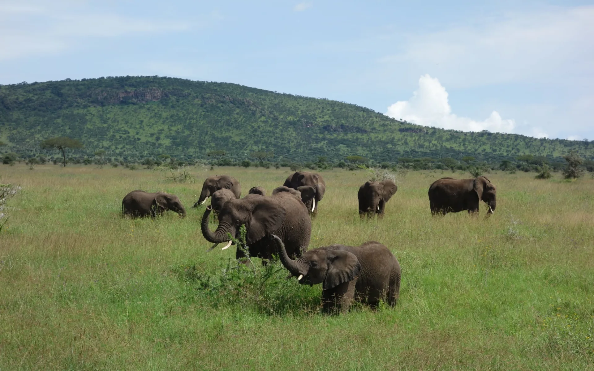 Amboseli - Mara Flugsafari ab Nairobi: Elephant