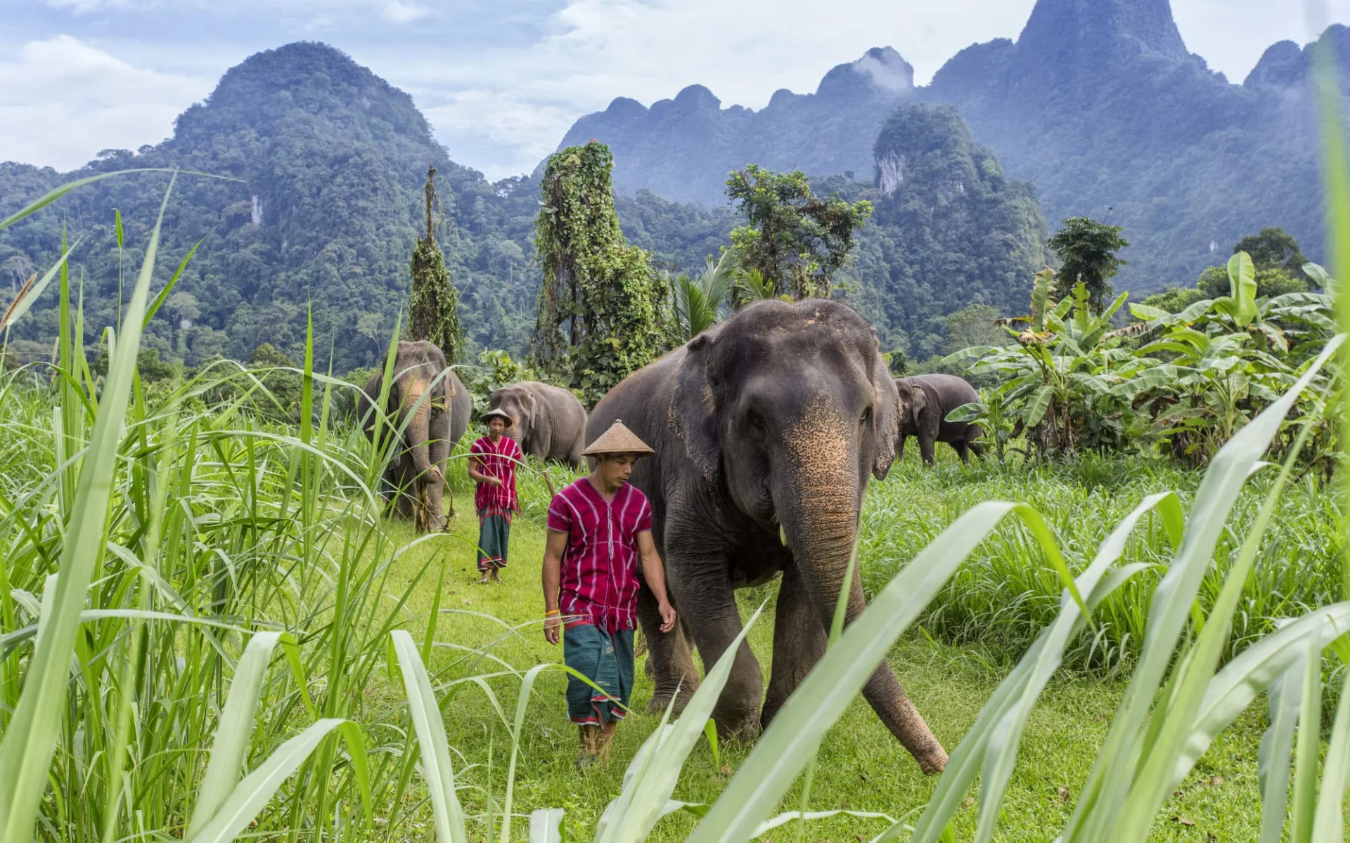 Elephant Hills & The Lake Camp ab Phuket: Elephant Experience