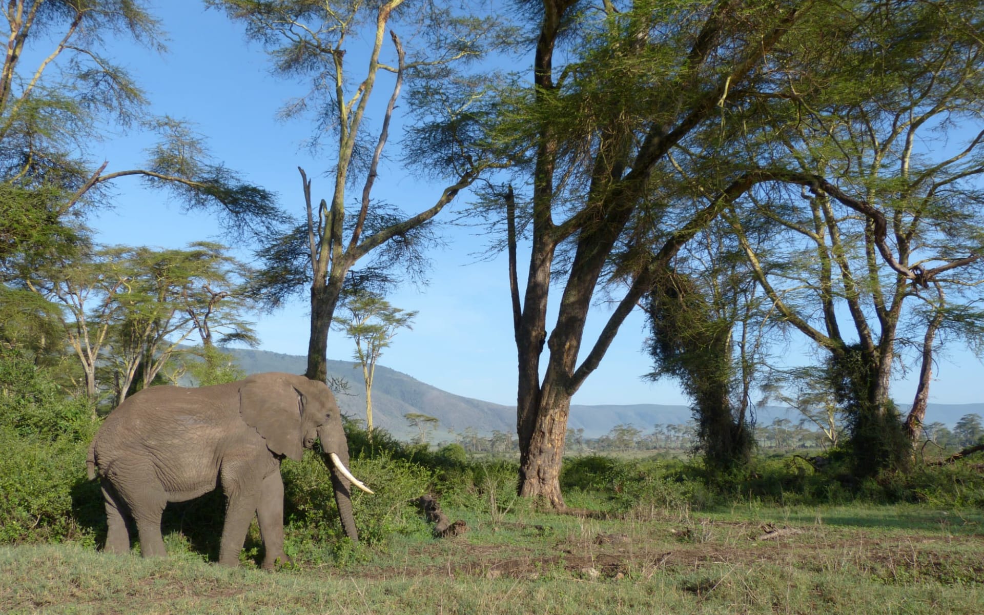 Höhepunkte Tanzania Safari ab Arusha: Elephant - Ngorongoro 