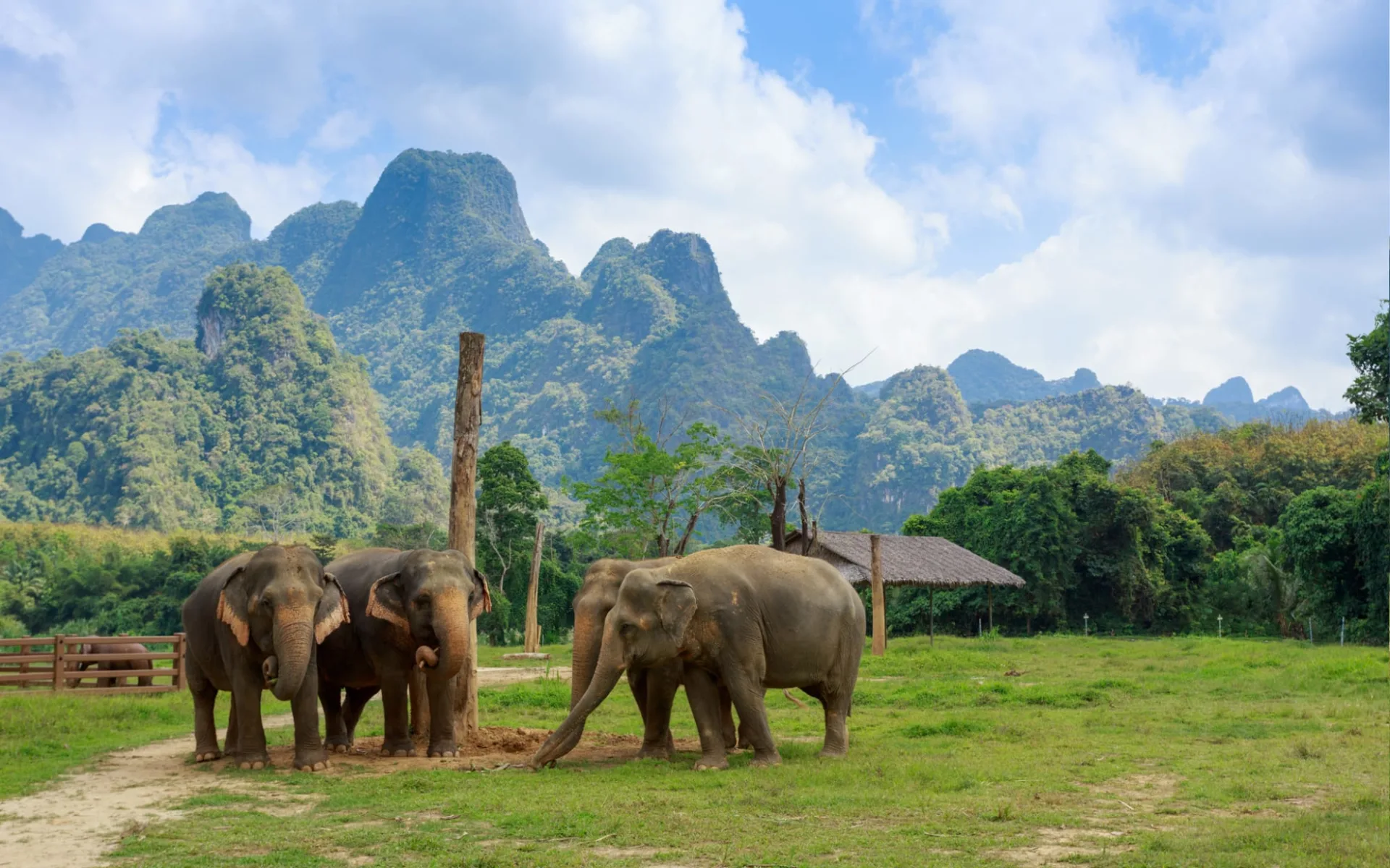 Elephant Hills - 3 Tage ab Phuket: Ethical Elephant Experience at Elephant Hills Luxury Tented Camp Khao Sok National Park Thailand - no Elephant Riding or Trekking